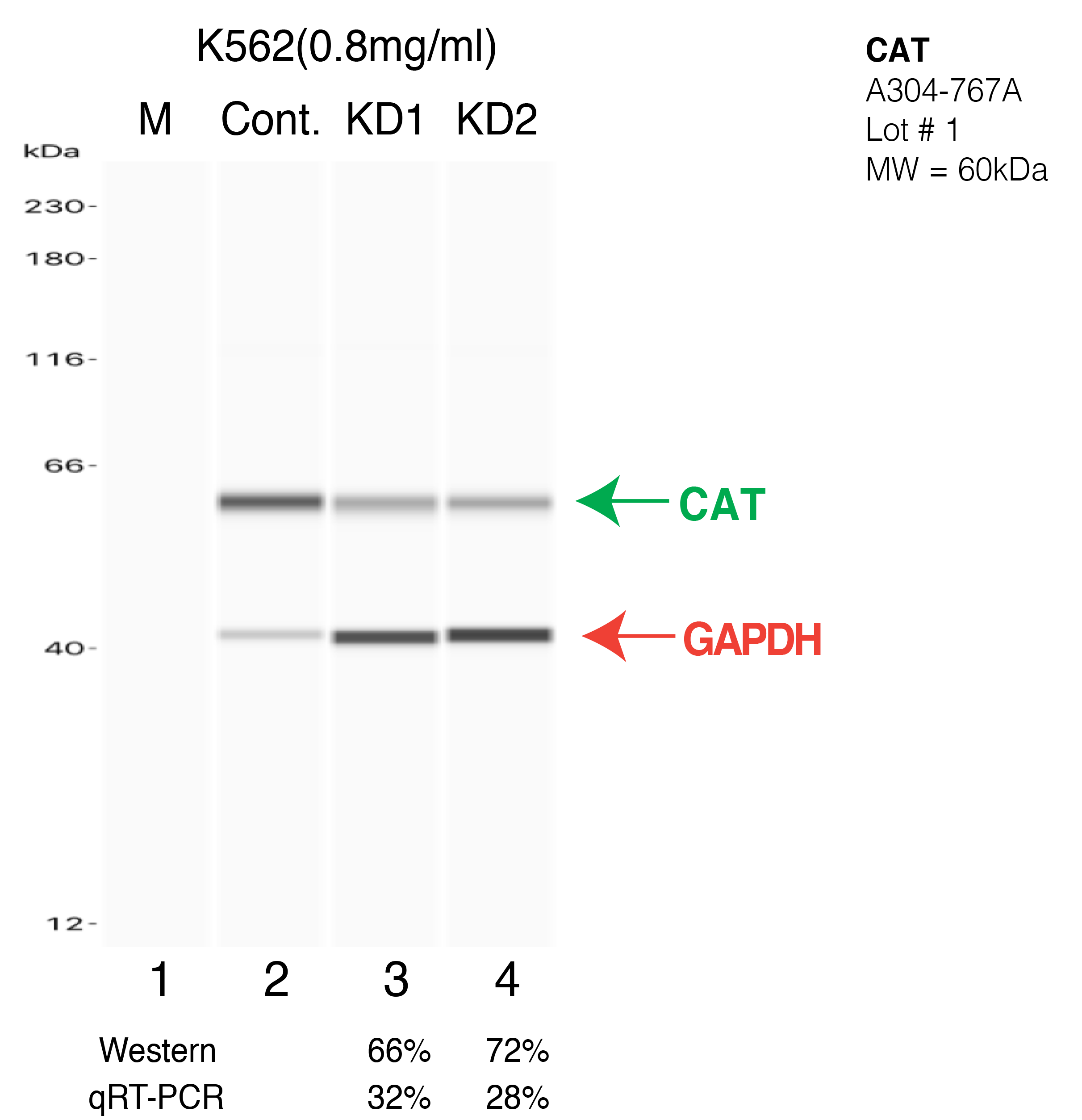 CAT-K562-CRISPR-A304-767A.png<br>Caption: Western blot following CRISPR against CAT in K562 whole cell lysate using CAT specific antibody. Lane 1 is a ladder, lane 2 is K562 non-targeting control knockdown, lane 3 and 4 are two different CRISPR against CAT. CAT protein appears as the green arrow, GAPDH serves as a control and appears in red arrow.