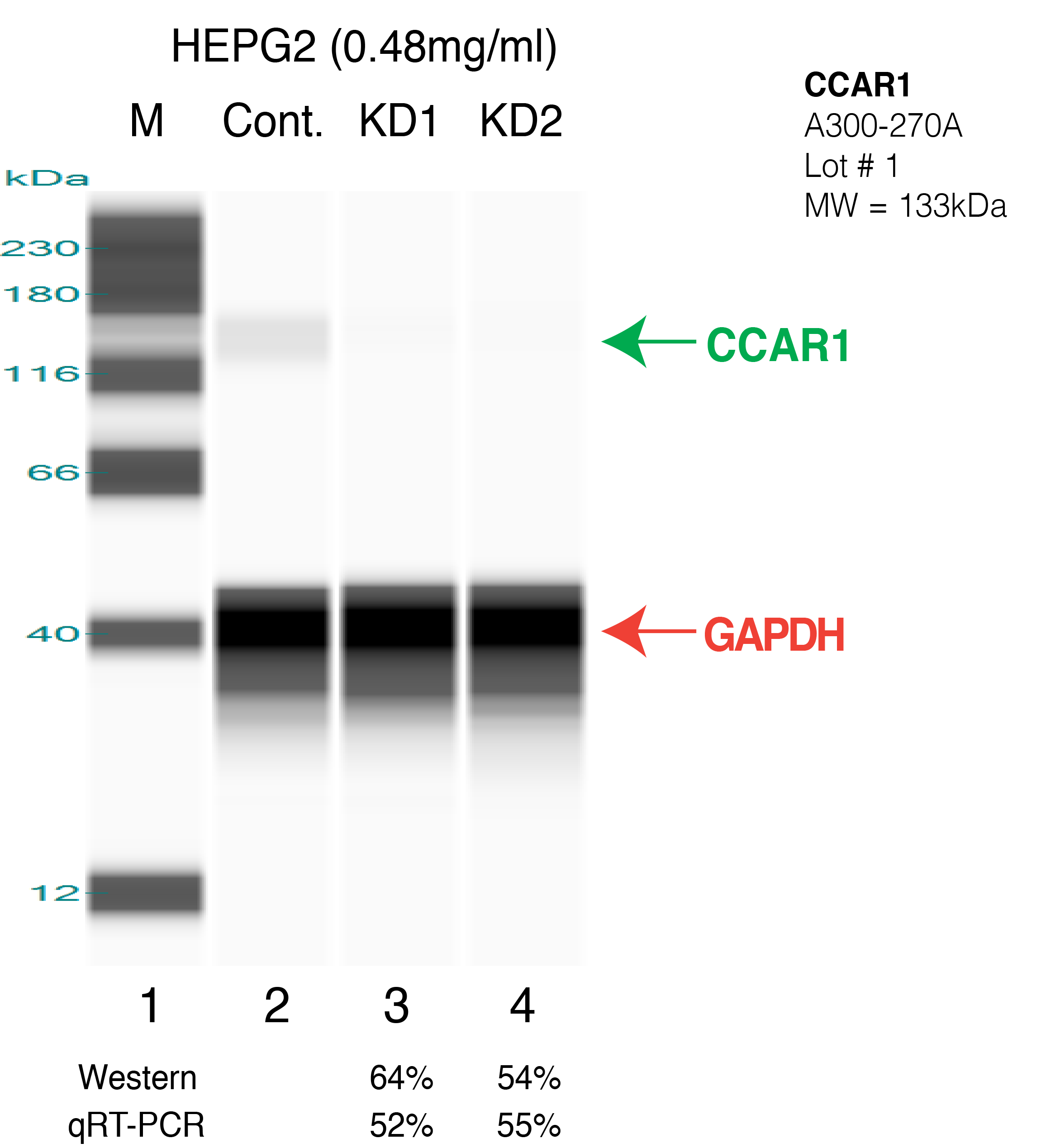 CCAR1-HEPG2.png<br>Caption: Western blot following shRNA against CCAR1 in HepG2 whole cell lysate using CCAR1 specific antibody. Lane 1 is a ladder, lane 2 is HepG2 non-targeting control knockdown, lane 3 and 4 are two different shRNAs against CCAR1. CCAR1 protein appears as the green arrow, GAPDH serves as a control and appears in red arrow.