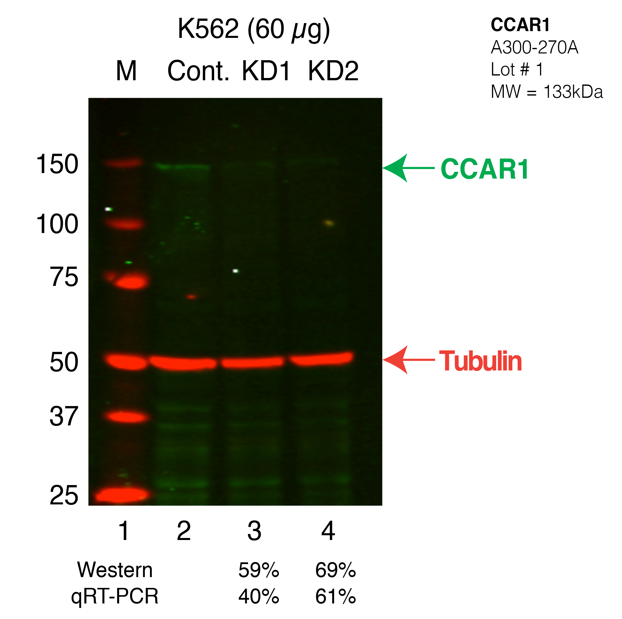 CCAR1_Secondary_Western.png<br>Caption: Western blot following shRNA against CCAR1 in K562 whole cell lysate using CCAR1 specific antibody. Lane 1 is a ladder, lane 2 is K562 non-targeting control knockdown, lane 3 and 4 are two different shRNAs against CCAR1. CCAR1 protein appears as the green band, Tubulin serves as a control and appears in red.