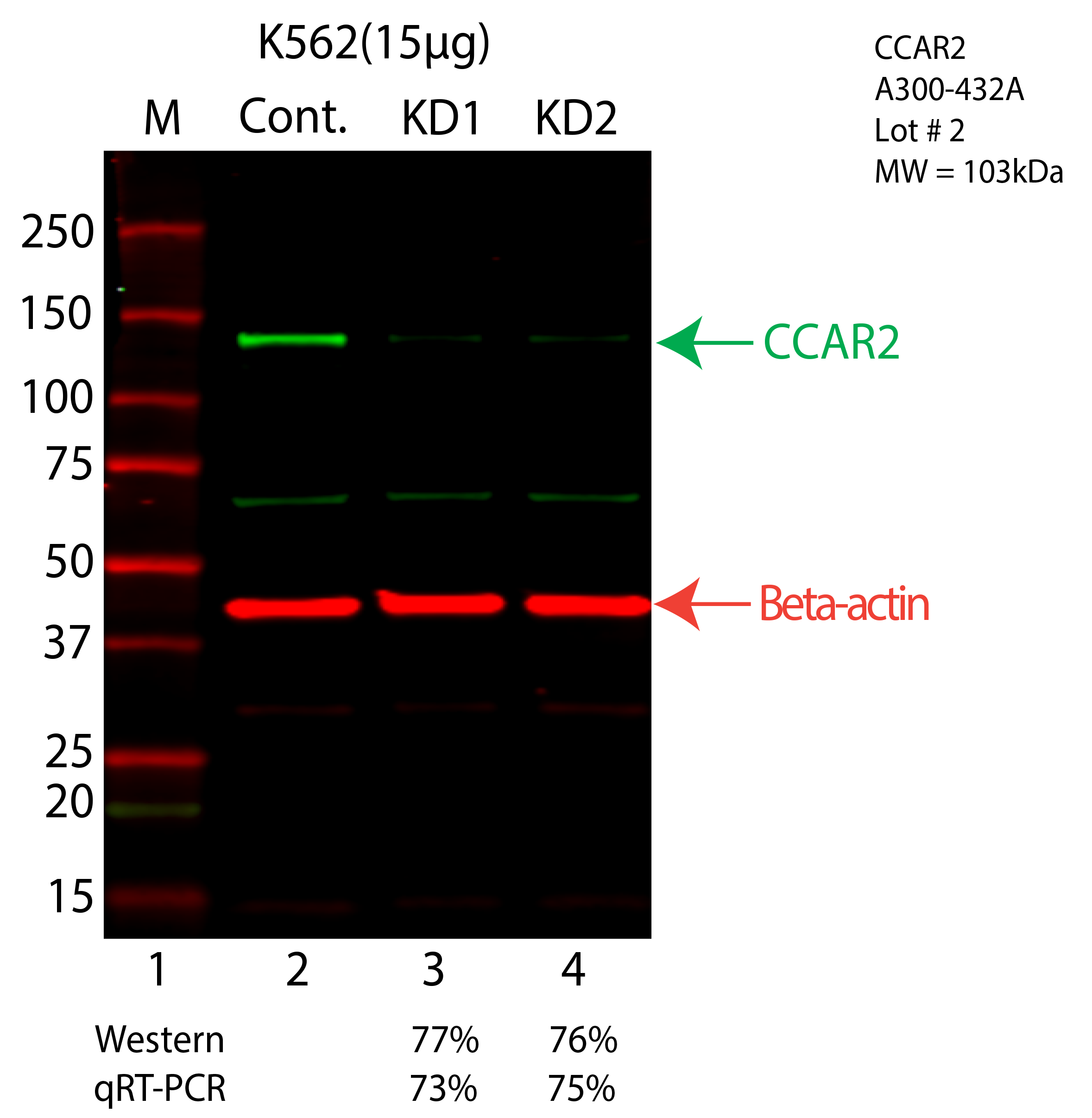 CCAR2-K562-A300-432A.png<br>Caption: Western blot following shRNA against CCAR2 in K562 whole cell lysate using CCAR2 specific antibody. Lane 1 is a ladder, lane 2 is K562 non-targeting control knockdown, lane 3 and 4 are two different shRNA against CCAR2. CCAR2 protein appears as the green arrow, Beta-actin serves as a control and appears in red arrow.