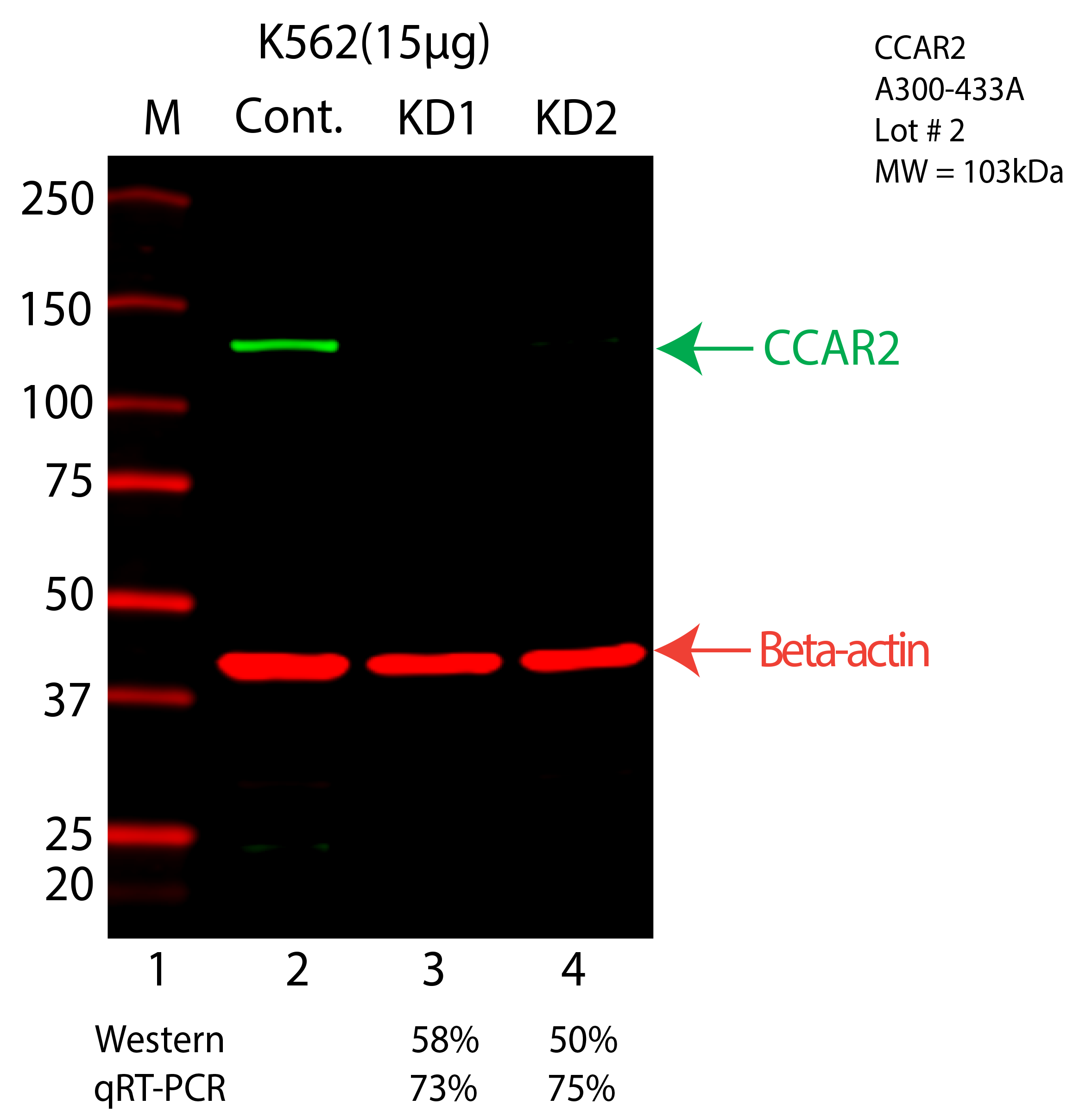 CCAR2-K562-A300-433A.png<br>Caption: Western blot following shRNA against CCAR2 in K562 whole cell lysate using CCAR2 specific antibody. Lane 1 is a ladder, lane 2 is K562 non-targeting control knockdown, lane 3 and 4 are two different shRNA against CCAR2. CCAR2 protein appears as the green arrow, Beta-actin serves as a control and appears in red arrow.