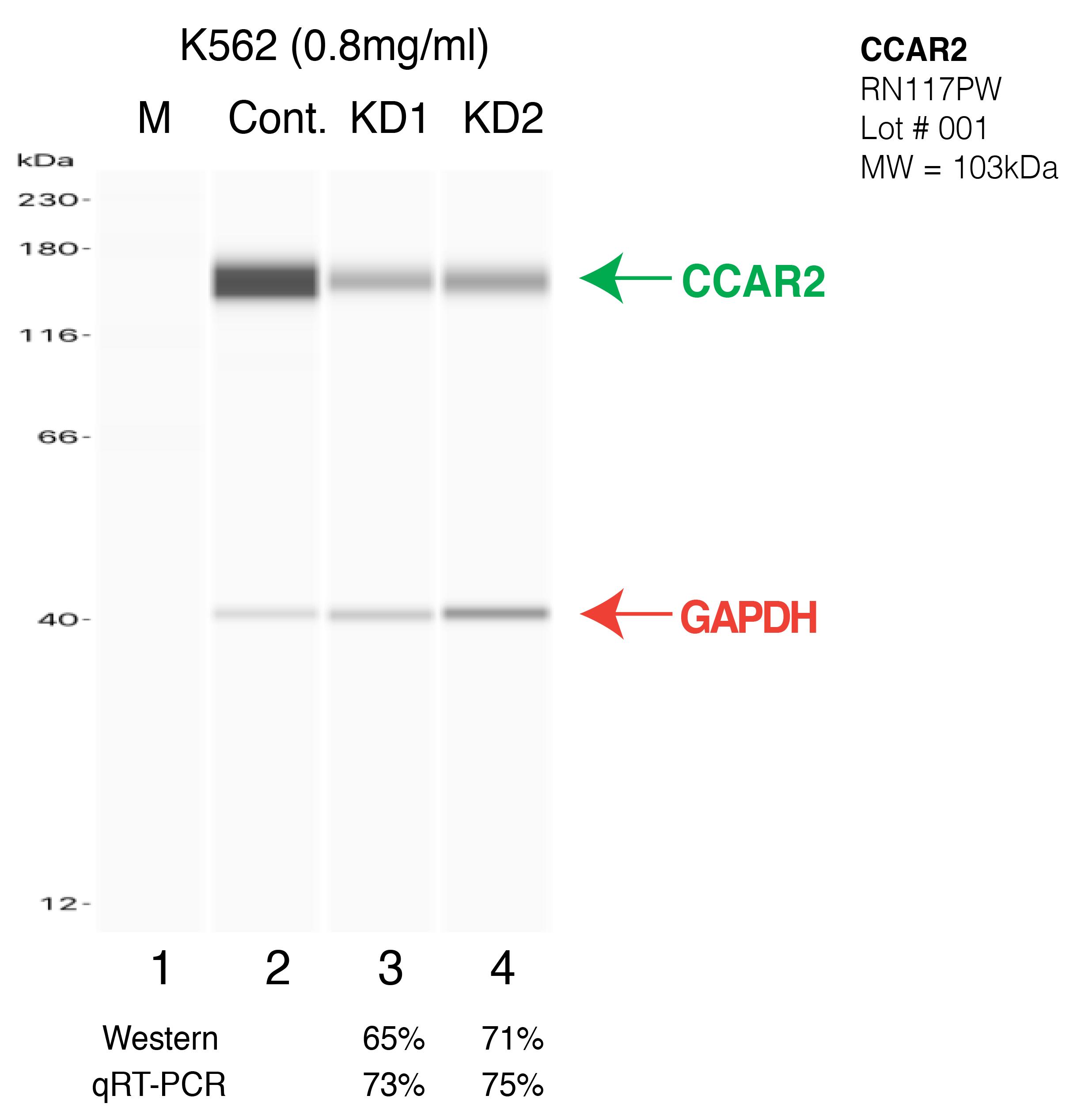 CCAR2-K562-RN117PW.png<br>Caption: Western blot following shRNA against CCAR2 in K562 whole cell lysate using CCAR2 specific antibody. Lane 1 is a ladder, lane 2 is K562 non-targeting control knockdown, lane 3 and 4 are two different shRNA against CCAR2. CCAR2 protein appears as the green arrow, GAPDH serves as a control and appears in red arrow.