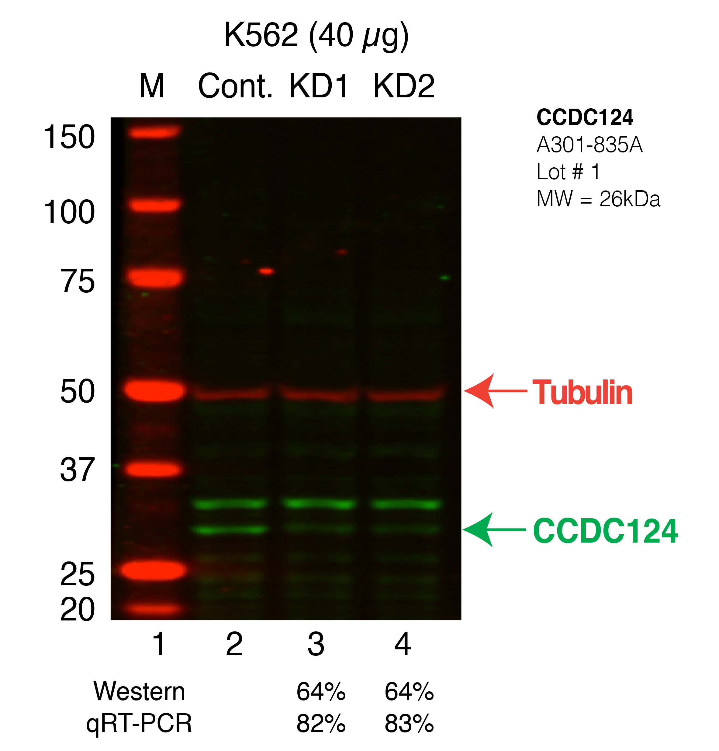 CCDC124-K562_Secondary_Western.png<br>Caption: Western blot following shRNA against CCDC124 in K562 whole cell lysate using CCDC124 specific antibody. Lane 1 is a ladder, lane 2 is K562 non-targeting control knockdown, lane 3 and 4 are two different shRNAs against CCDC124.CCDC124 protein appears as the green band, Tubulin serves as a control and appears in red.