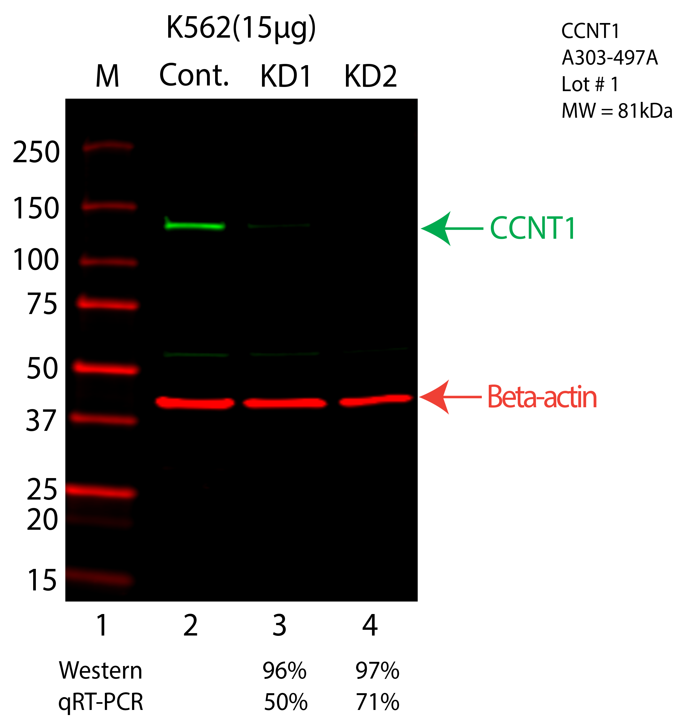 CCNT1-K562-CRISPR-A303-497A.png<br>Caption: Western blot following CRISPR against CCNT1 in K562 whole cell lysate using CCNT1 specific antibody. Lane 1 is a ladder, lane 2 is K562 non-targeting control knockdown, lane 3 and 4 are two different CRISPR against CCNT1. CCNT1 protein appears as the green arrow, Beta-actin serves as a control and appears in red arrow.