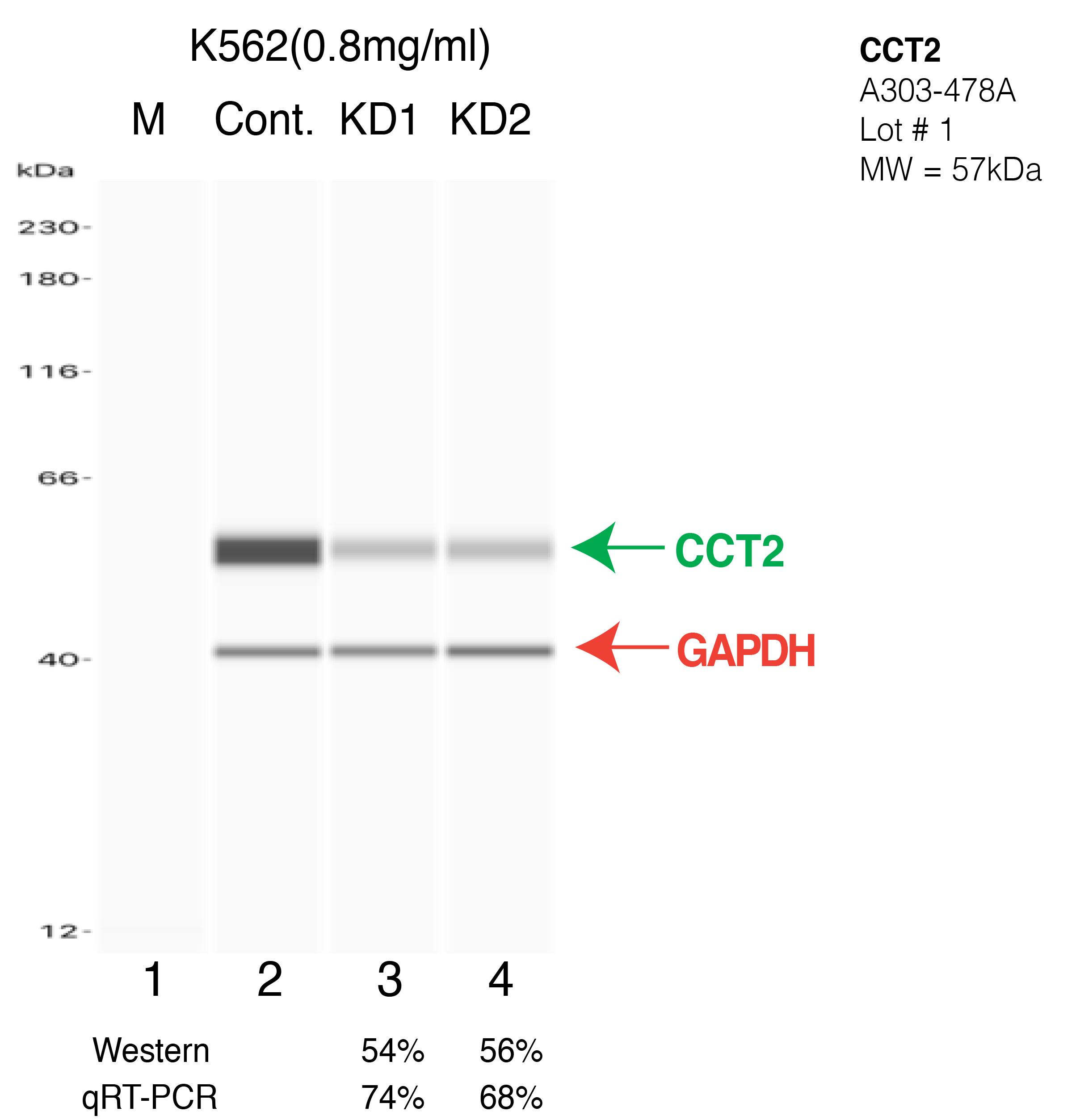 CCT2-K562-CRISPR-A303-478A.png<br>Caption: Western blot following CRISPR against CCT2 in K562 whole cell lysate using CCT2 specific antibody. Lane 1 is a ladder, lane 2 is K562 non-targeting control knockdown, lane 3 and 4 are two different CRISPR against CCT2. CCT2 protein appears as the green arrow, GAPDH serves as a control and appears in red arrow.