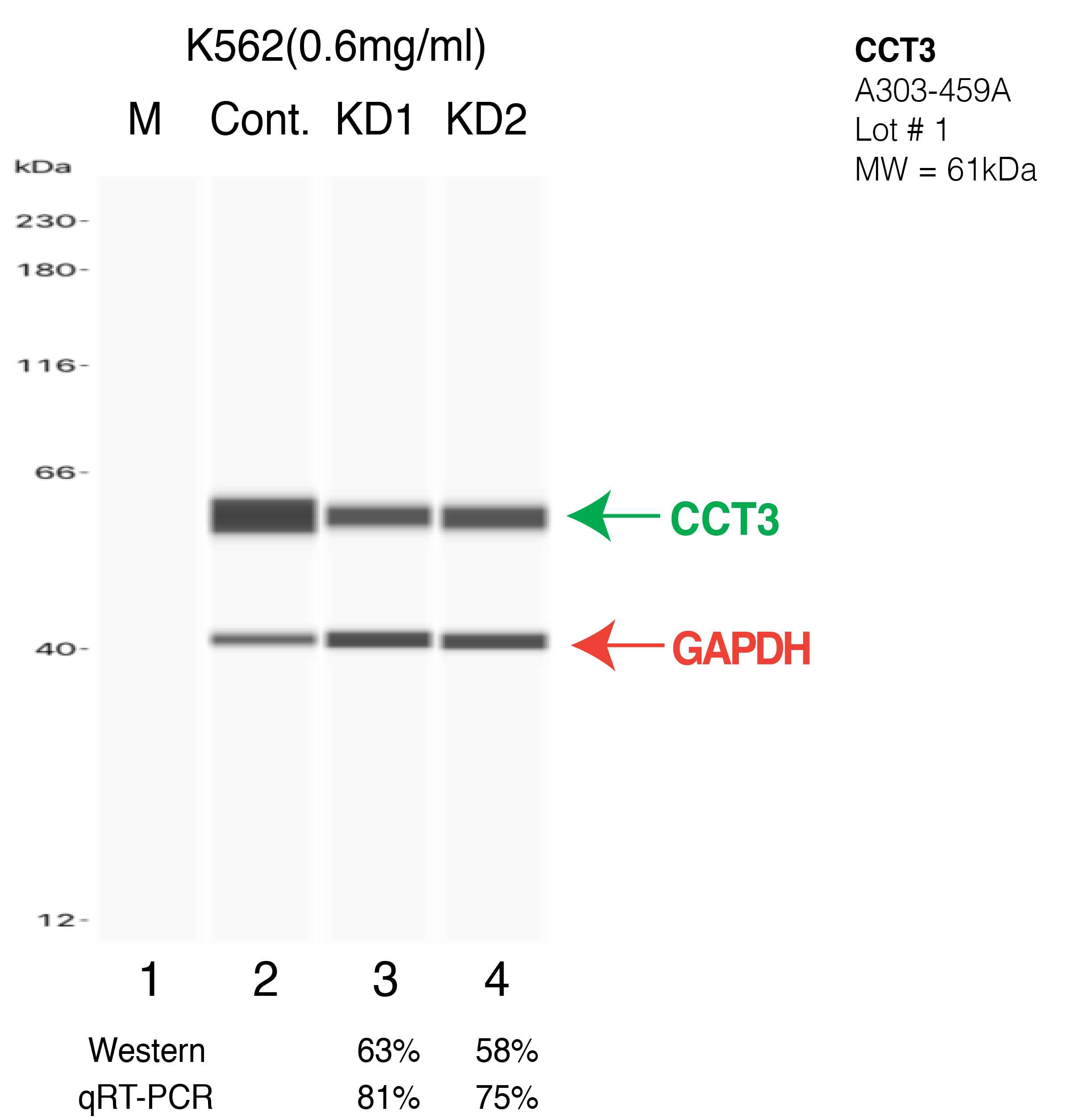 CCT3-K562-CRISPR-A303-459A.png<br>Caption: Western blot following CRISPR against CCT3 in K562 whole cell lysate using CCT3 specific antibody. Lane 1 is a ladder, lane 2 is K562 non-targeting control knockdown, lane 3 and 4 are two different CRISPR against CCT3. CCT3 protein appears as the green arrow, GAPDH serves as a control and appears in red arrow.