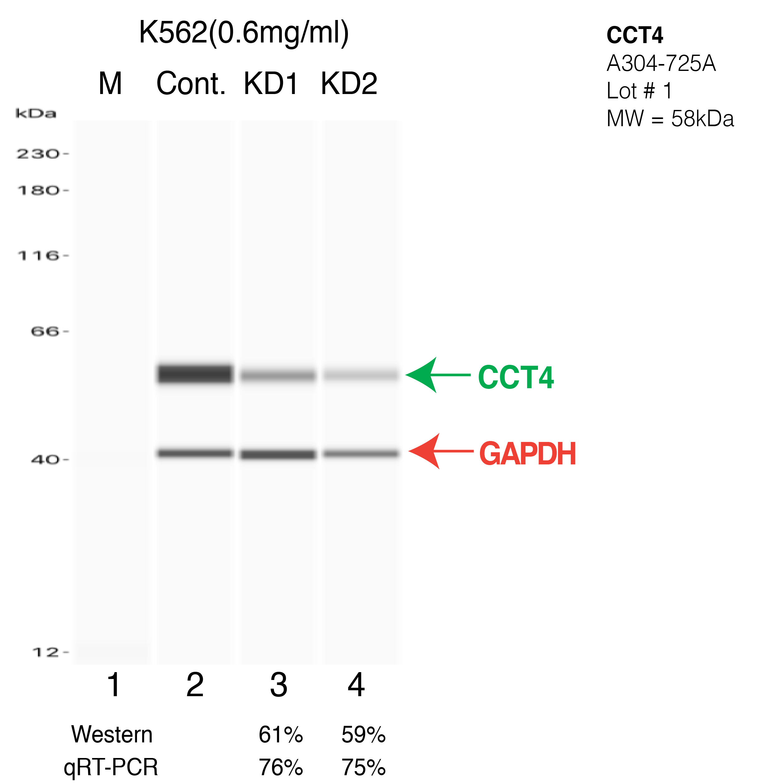 CCT4-K562-CRISPR-A304-725A.png<br>Caption: Western blot following CRISPR against CCT4 in K562 whole cell lysate using CCT4 specific antibody. Lane 1 is a ladder, lane 2 is K562 non-targeting control knockdown, lane 3 and 4 are two different CRISPR against CCT4. CCT4 protein appears as the green arrow, GAPDH serves as a control and appears in red arrow.