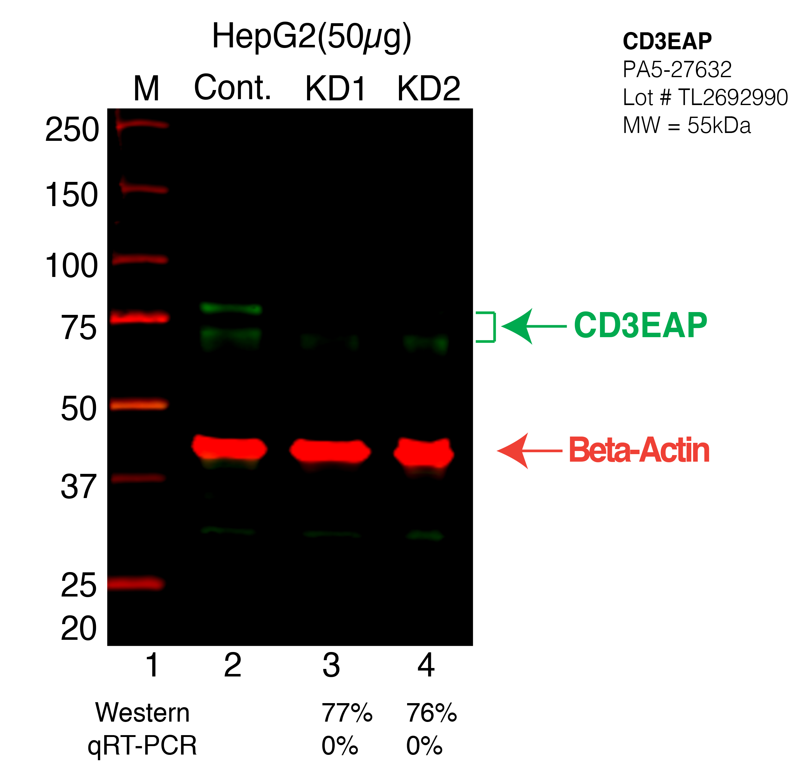 CD3EAP-HEPG2-CRISPR-PA5-7632.png<br>Caption: Western blot following CRISPR against CD3EAP in HepG2 whole cell lysate using CD3EAP specific antibody. Lane 1 is a ladder, lane 2 is HepG2 non-targeting control knockdown, lane 3 and 4 are two different CRISPR against CD3EAP. CD3EAP protein appears as the green arrow, Beta-actin serves as a control and appears in red arrow.