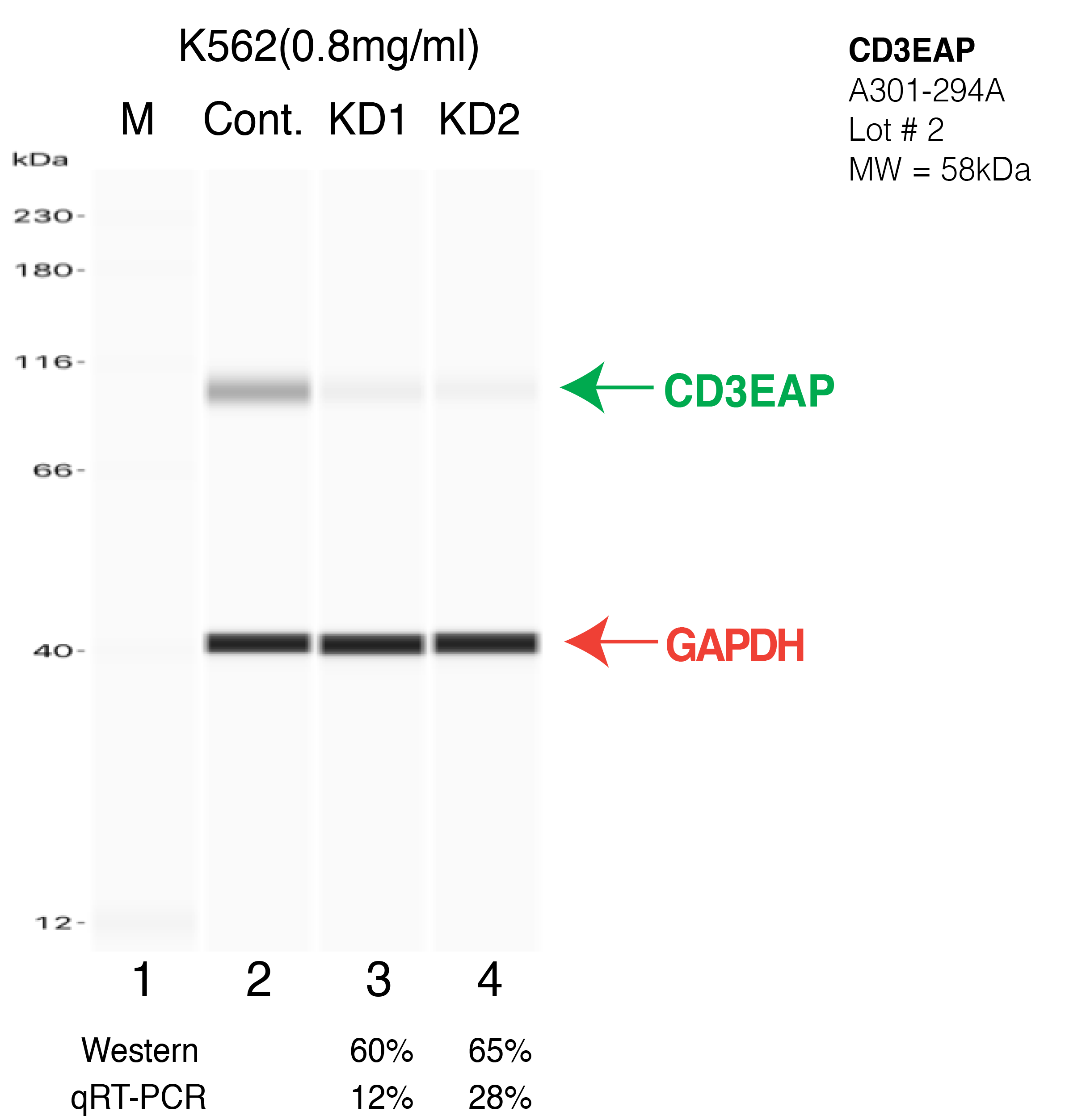 CD3EAP-K562-CRISPR-A301-294A.png<br>Caption: Western blot following CRISPR against CD3EAP in K562 whole cell lysate using CD3EAP specific antibody. Lane 1 is a ladder, lane 2 is K562 non-targeting control knockdown, lane 3 and 4 are two different CRISPR against CD3EAP. CD3EAP protein appears as the green arrow, GAPDH serves as a control and appears in red arrow.