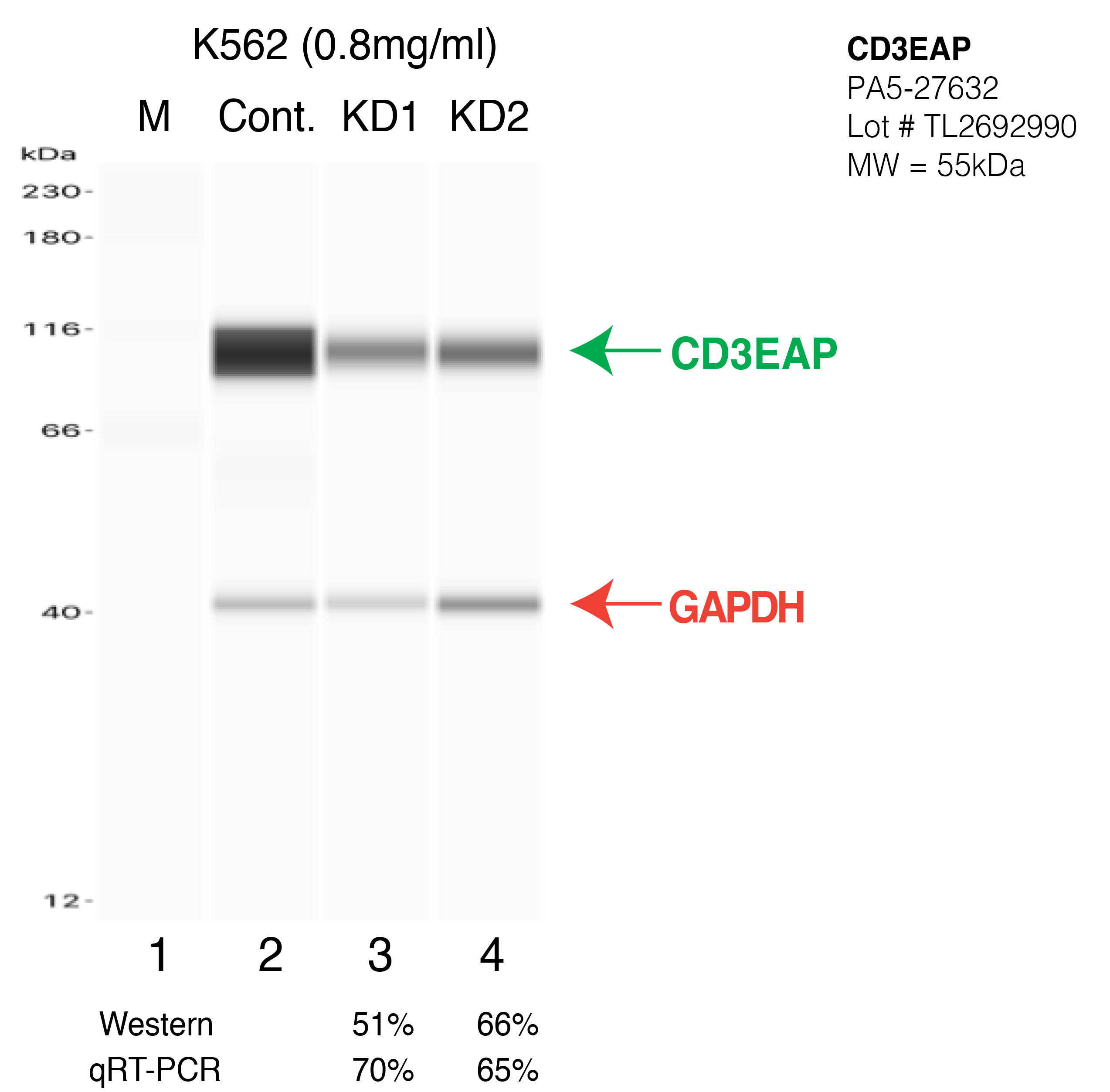 CD3EAP-K562-CRISPRE-PA5-27632.png<br>Caption: Western blot following CRISPR against CD3EAP in K562 whole cell lysate using CD3EAP specific antibody. Lane 1 is a ladder, lane 2 is K562 non-targeting control knockdown, lane 3 and 4 are two different CRISPR against CD3EAP. CD3EAP protein appears as the green arrow, GAPDH serves as a control and appears in red arrow.