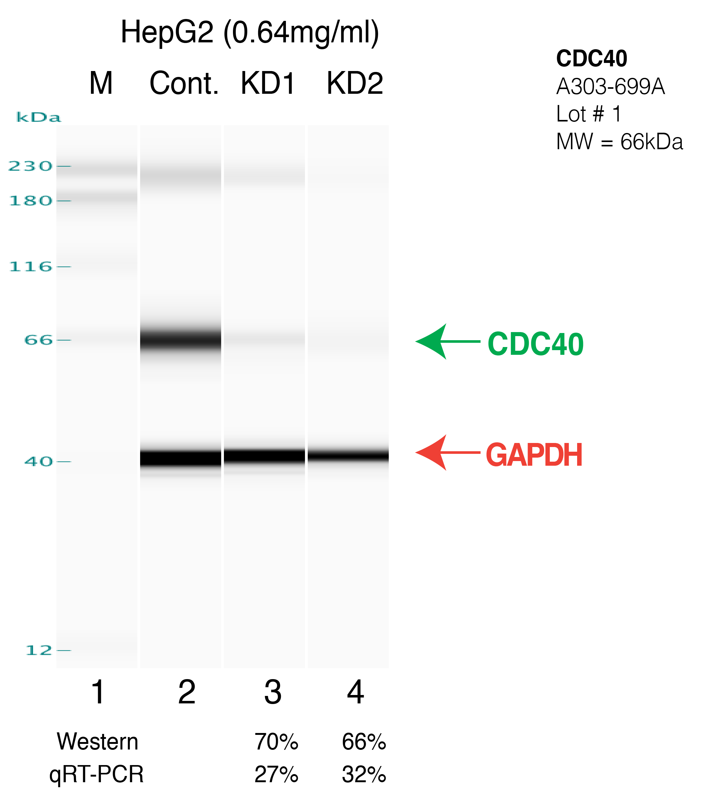 CDC40-HEPG2-CRISPR.png<br>Caption: Western blot following CRISPR against CDC40 in HepG2 whole cell lysate using CDC40 specific antibody. Lane 1 is a ladder, lane 2 is HepG2 non-targeting control knockdown, lane 3 and 4 are two different CRISPR against CDC40. CDC40 protein appears as the green arrow, GAPDH serves as a control and appears in red arrow.