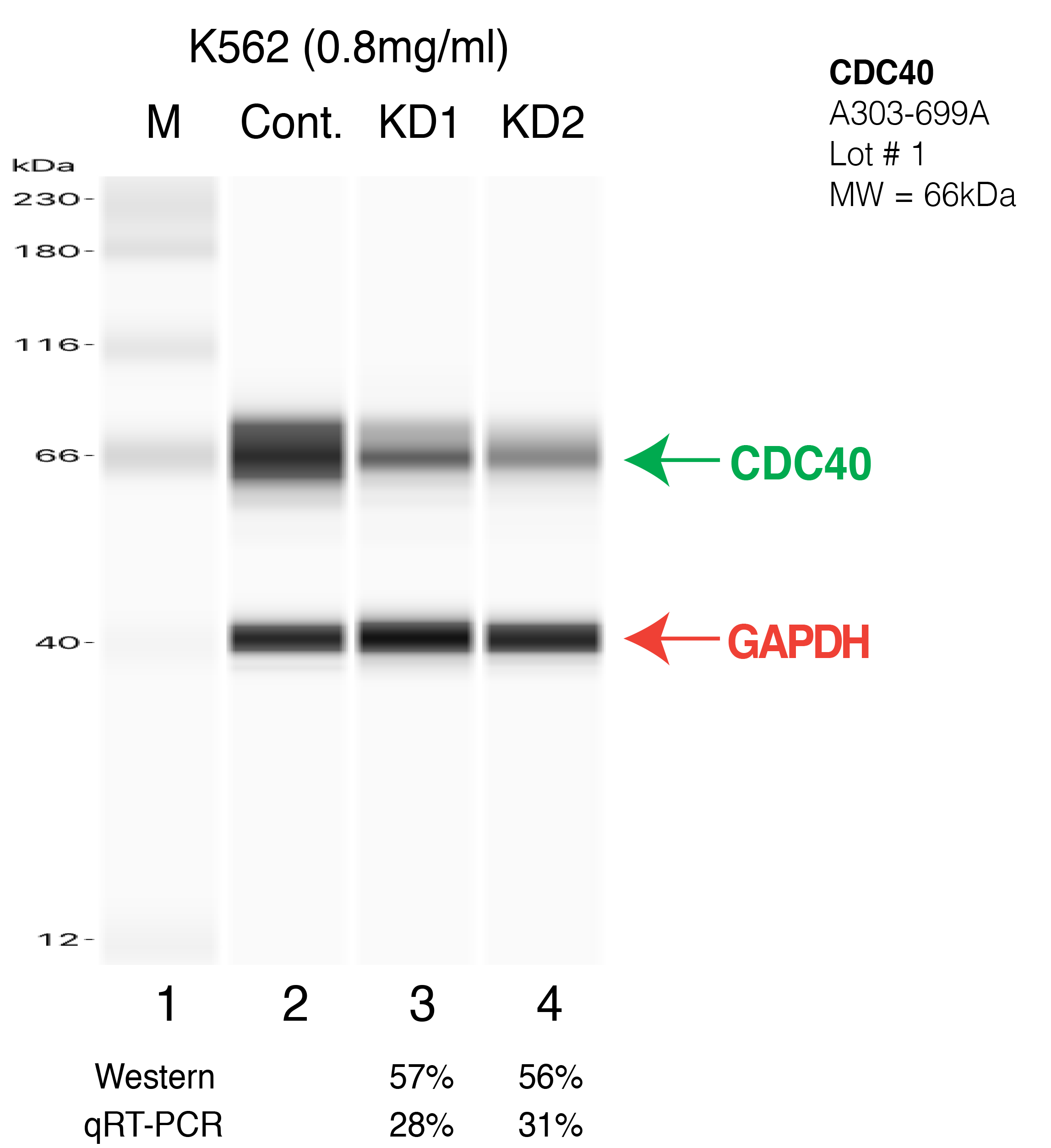 CDC40-K562-CRISPR.png<br>Caption: Western blot following CRISPR against CDC40 in K562 whole cell lysate using CDC40 specific antibody. Lane 1 is a ladder, lane 2 is K562 non-targeting control knockdown, lane 3 and 4 are two different CRISPR against CDC40.CDC40 protein appears as the green arrow, GAPDH serves as a control and appears in red arrow.