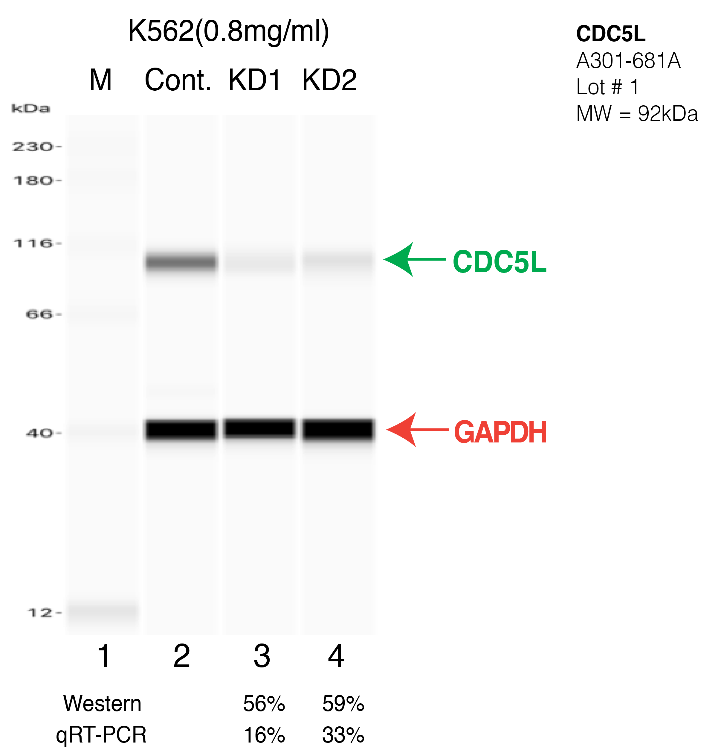 CDC5L-K562-CRISPR-A301-681A.png<br>Caption: Western blot following CRISPR against CDC5L in K562 whole cell lysate using CDC5L specific antibody. Lane 1 is a ladder, lane 2 is K562 non-targeting control knockdown, lane 3 and 4 are two different CRISPR against CDC5L. CDC5L protein appears as the green arrow, GAPDH serves as a control and appears in red arrow.