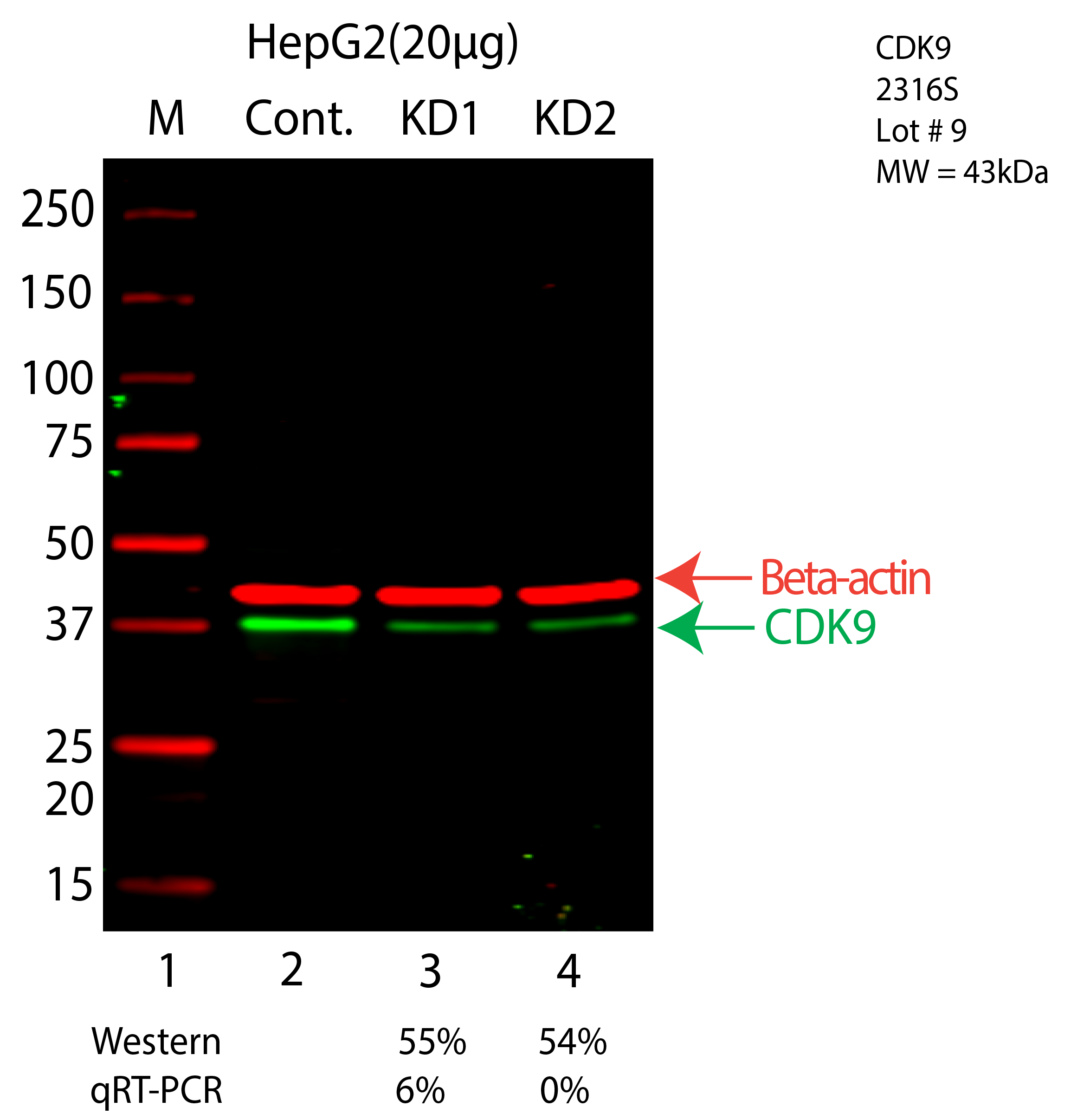 CDK9-HEPG2-CRISPR-2316S.png<br>Caption: Western blot following CRISPR against CDK9 in HepG2 whole cell lysate using CDK9 specific antibody. Lane 1 is a ladder, lane 2 is HepG2 non-targeting control knockdown, lane 3 and 4 are two different CRISPR against CDK9. CDK9 protein appears as the green arrow, Beta-actin serves as a control and appears in red arrow.