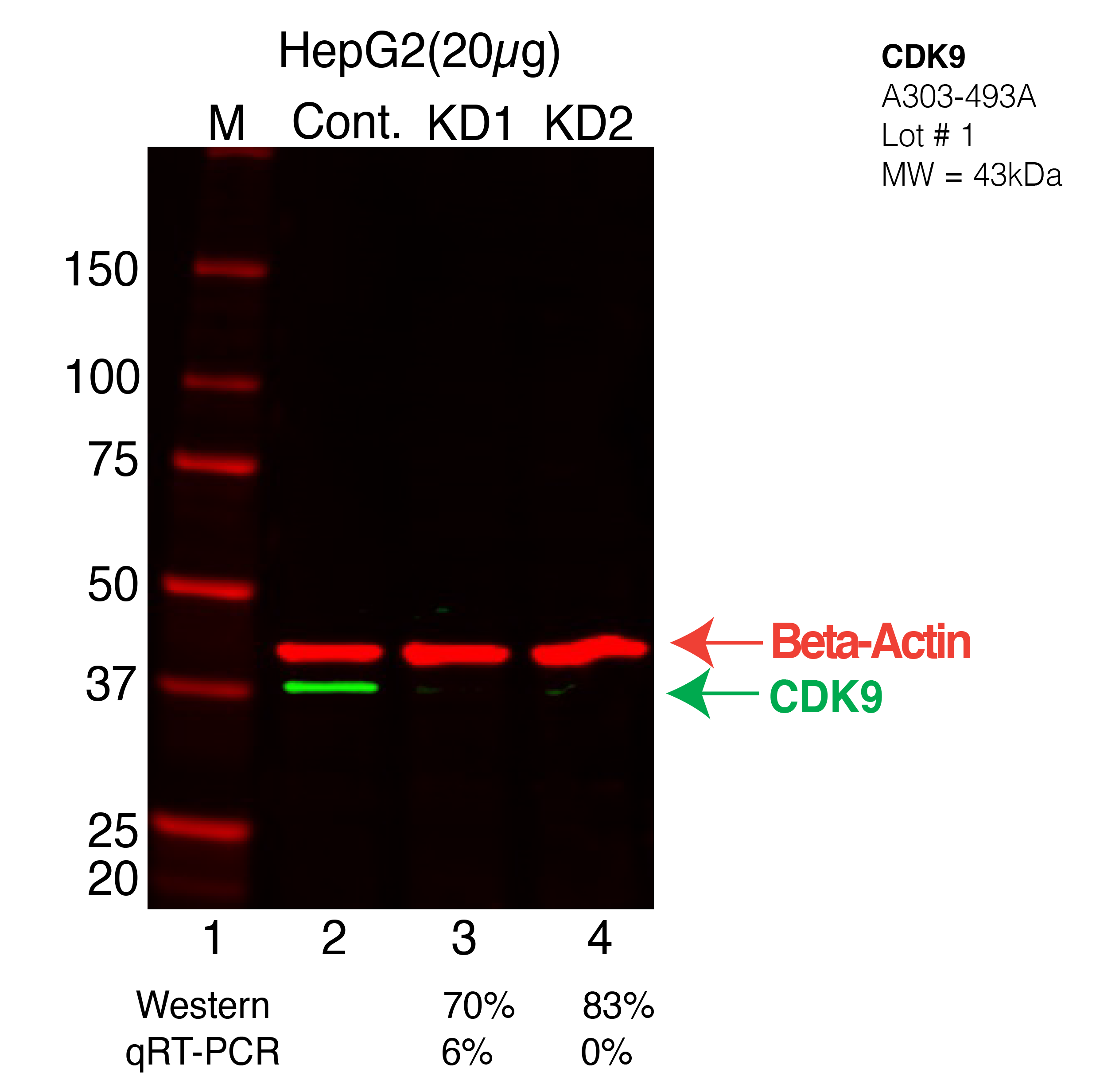 CDK9-HEPG2-CRISPR-A303-493A.png<br>Caption: Western blot following CRISPR against CDK9 in HepG2 whole cell lysate using CDK9 specific antibody. Lane 1 is a ladder, lane 2 is HepG2 non-targeting control knockdown, lane 3 and 4 are two different CRISPR against CDK9. CDK9 protein appears as the green arrow, Beta-actin serves as a control and appears in red arrow.