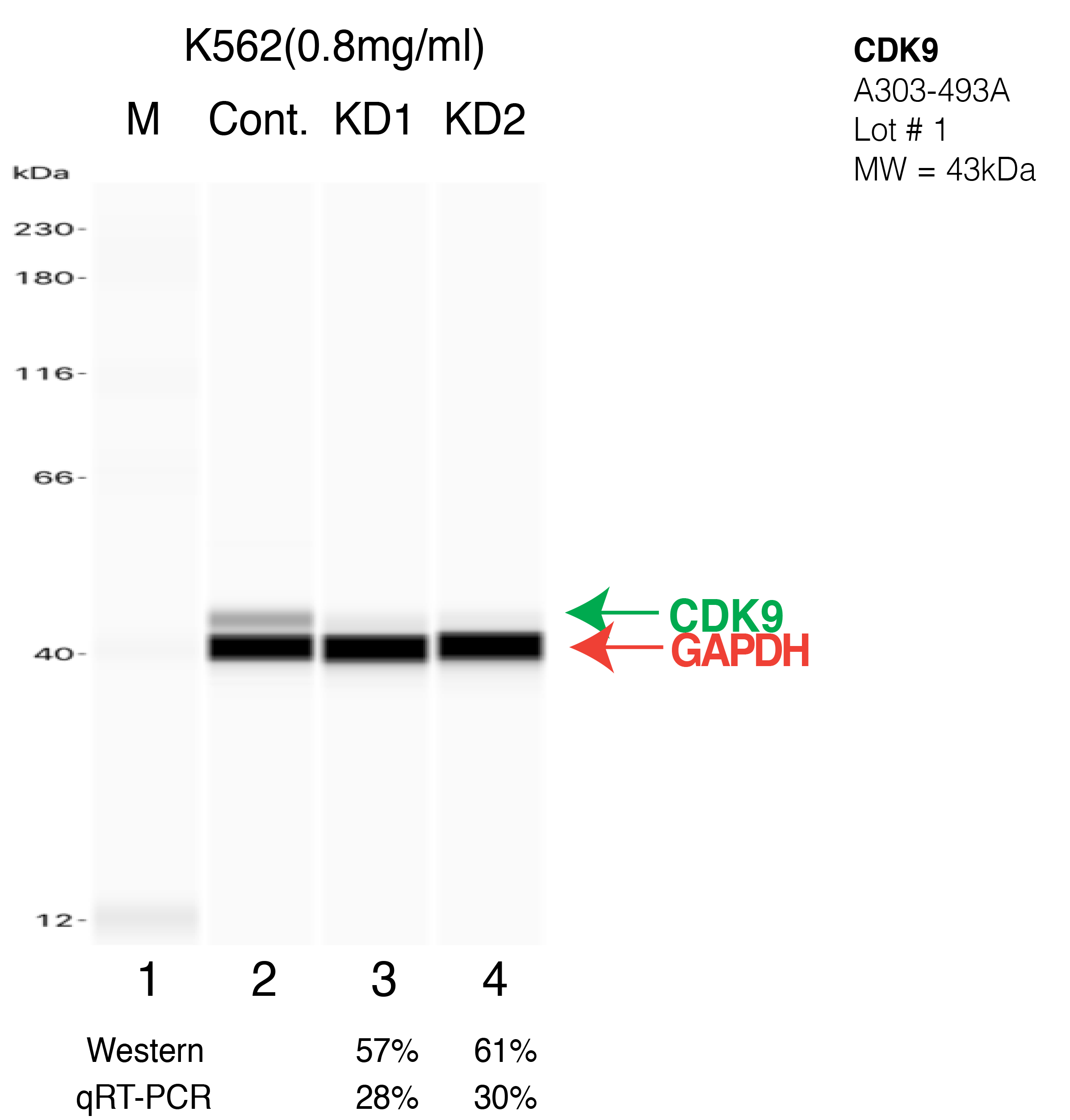 CDK9-K562-CRISPR-A303-493A.png<br>Caption: Western blot following CRISPR against CDK9 in K562 whole cell lysate using CDK9 specific antibody. Lane 1 is a ladder, lane 2 is K562 non-targeting control knockdown, lane 3 and 4 are two different CRISPR against CDK9. CDK9 protein appears as the green arrow, GAPDH serves as a control and appears in red arrow.