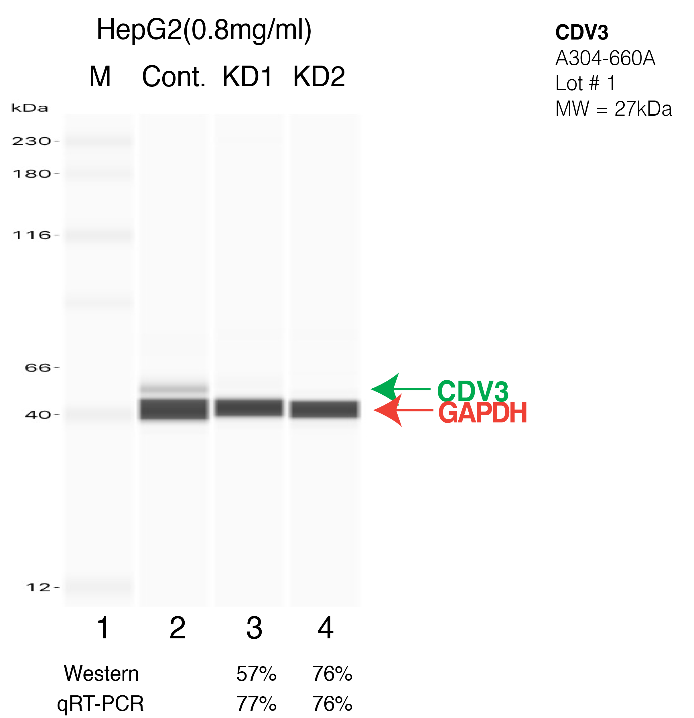 CDV3-HEPG2-CRISPR-A304-660A.png<br>Caption: Western blot following CRISPR against CDV3 in HepG2 whole cell lysate using CDV3 specific antibody. Lane 1 is a ladder, lane 2 is HepG2 non-targeting control knockdown, lane 3 and 4 are two different CRISPR against CDV3. CDV3 protein appears as the green arrow, GAPDH serves as a control and appears in red arrow.