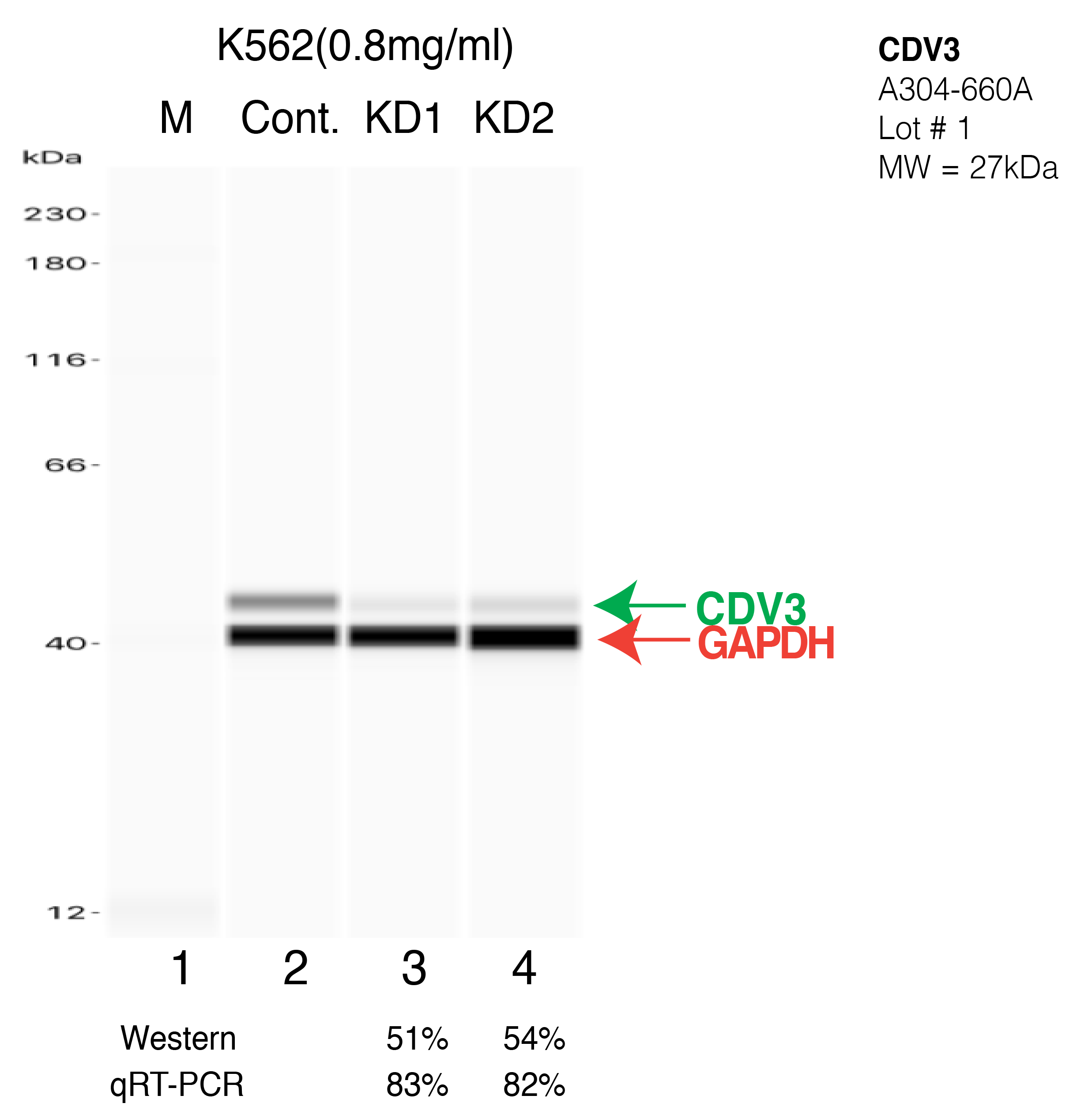 CDV3-K562-CRISPR-A304-660A.png<br>Caption: Western blot following CRISPR against CDV3 in K562 whole cell lysate using CDV3 specific antibody. Lane 1 is a ladder, lane 2 is K562 non-targeting control knockdown, lane 3 and 4 are two different CRISPR against CDV3. CDV3 protein appears as the green arrow, GAPDH serves as a control and appears in red arrow.