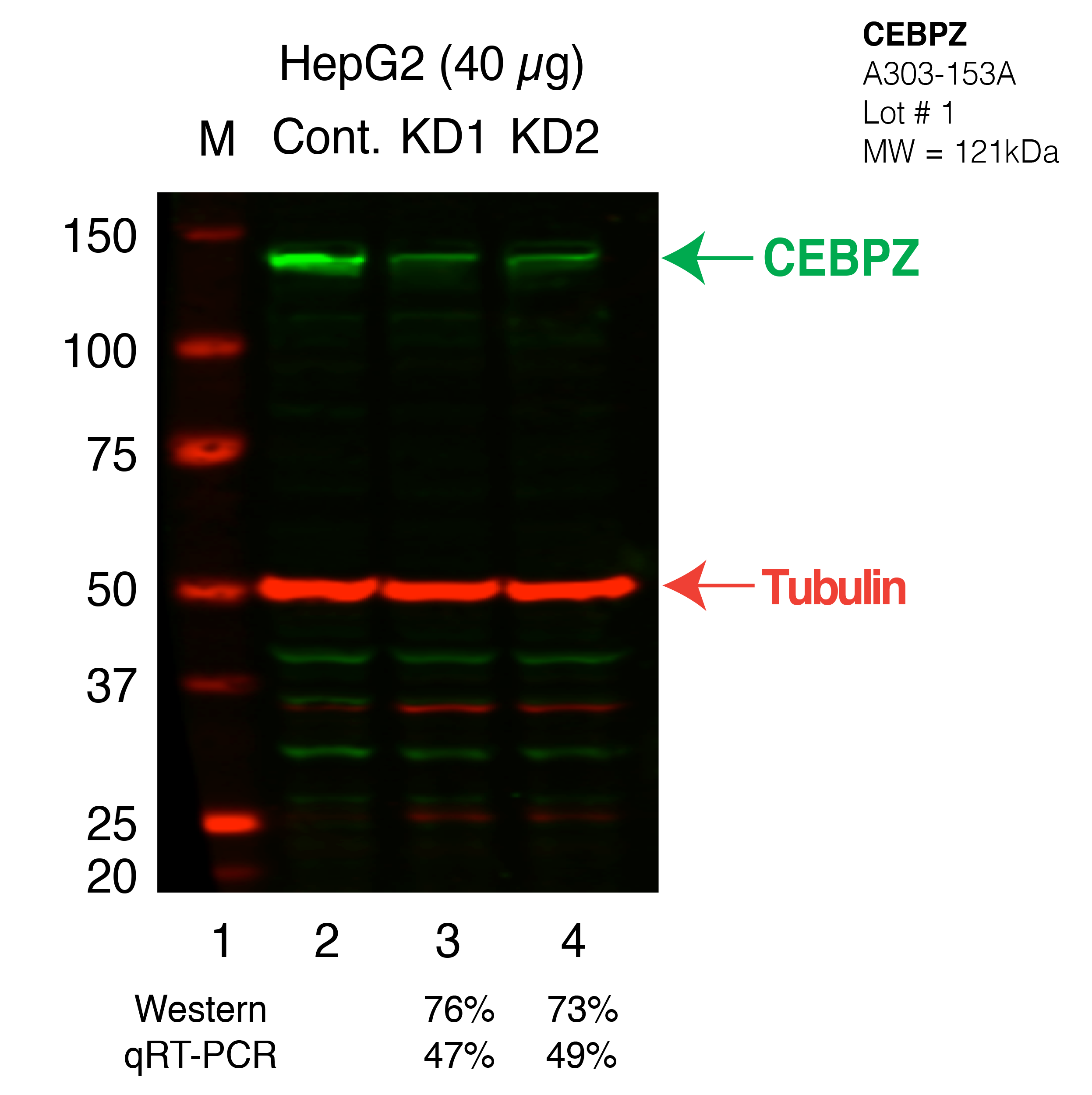 CEBPZ-HEPG2_Secondary_Western.png<br>Caption: Western blot following shRNA against CEBPZ in HepG2 whole cell lysate using CEBPZ specific antibody. Lane 1 is a ladder, lane 2 is HepG2 non-targeting control knockdown, lane 3 and 4 are two different shRNAs against CEBPZ.CEBPZ protein appears as the green band, Tubulin serves as a control and appears in red.