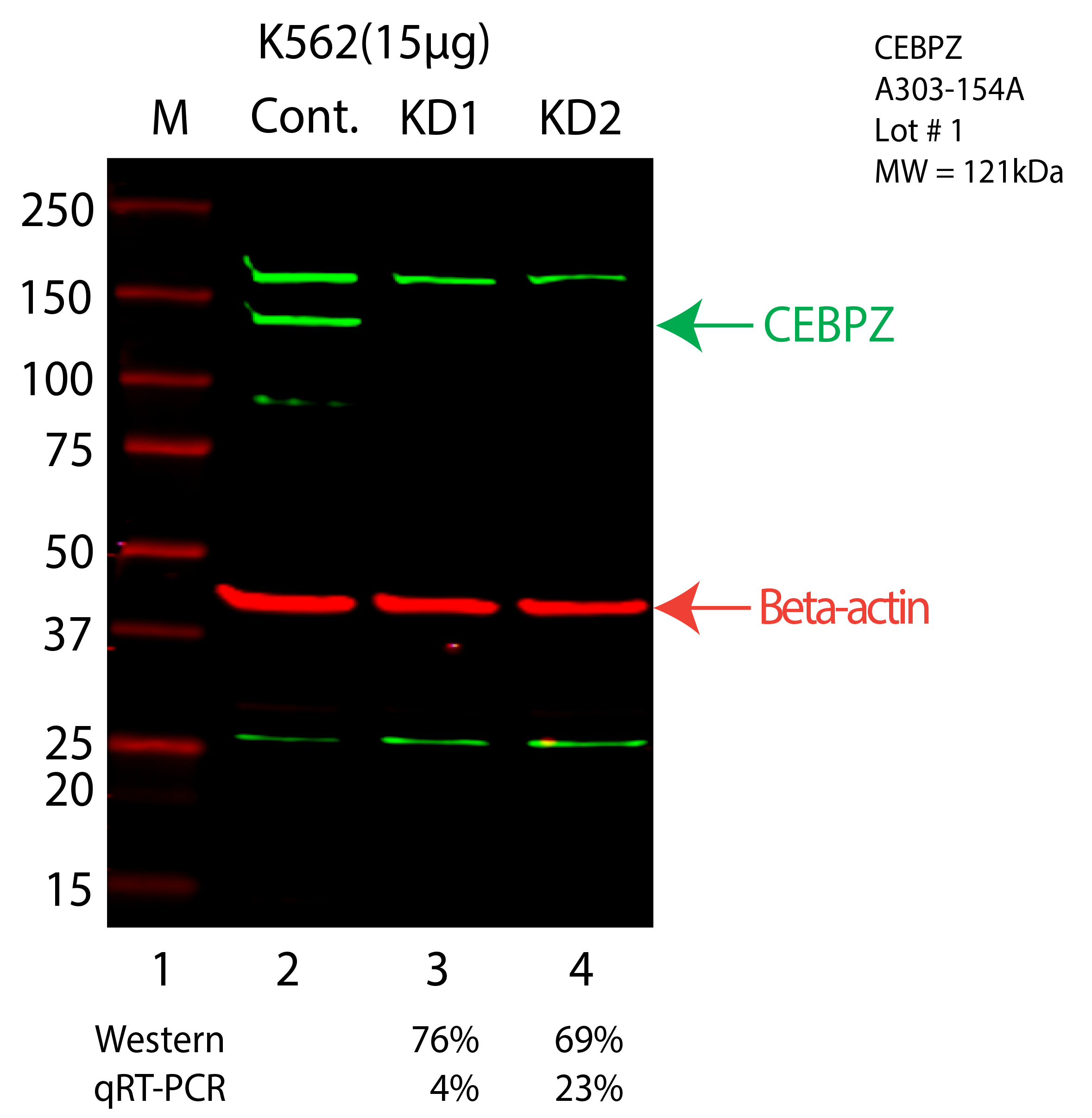 CEBPZ-K562-CRISPR-A303-154A.png<br>Caption: Western blot following CRISPR against CEBPZ in K562 whole cell lysate using CEBPZ specific antibody. Lane 1 is a ladder, lane 2 is K562 non-targeting control knockdown, lane 3 and 4 are two different CRISPR against CEBPZ. CEBPZ protein appears as the green arrow, Beta-actin serves as a control and appears in red arrow.