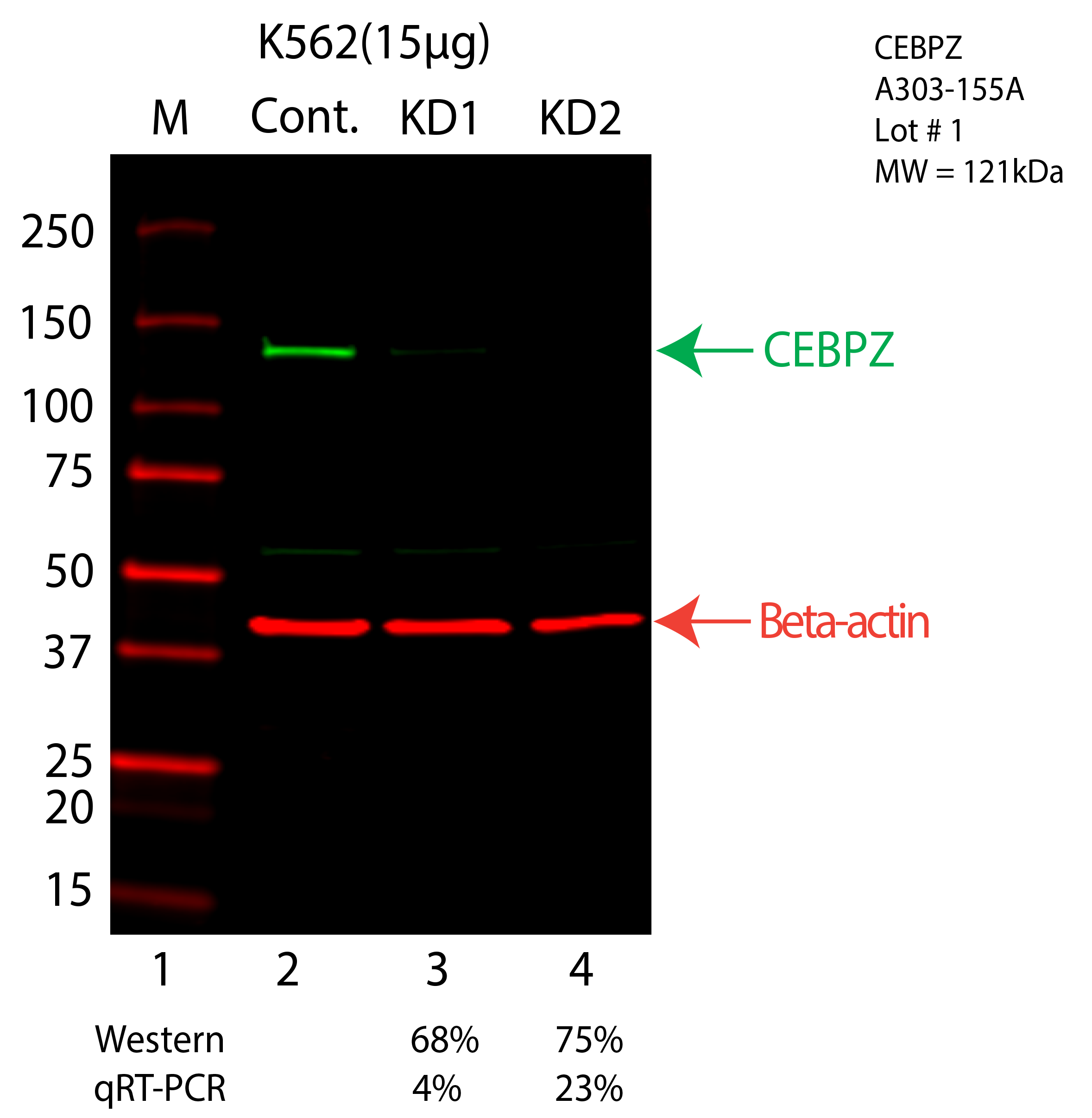 CEBPZ-K562-CRISPR-A303-155A.png<br>Caption: Western blot following CRISPR against CEBPZ in K562 whole cell lysate using CEBPZ specific antibody. Lane 1 is a ladder, lane 2 is K562 non-targeting control knockdown, lane 3 and 4 are two different CRISPR against CEBPZ. CEBPZ protein appears as the green arrow, Beta-actin serves as a control and appears in red arrow.