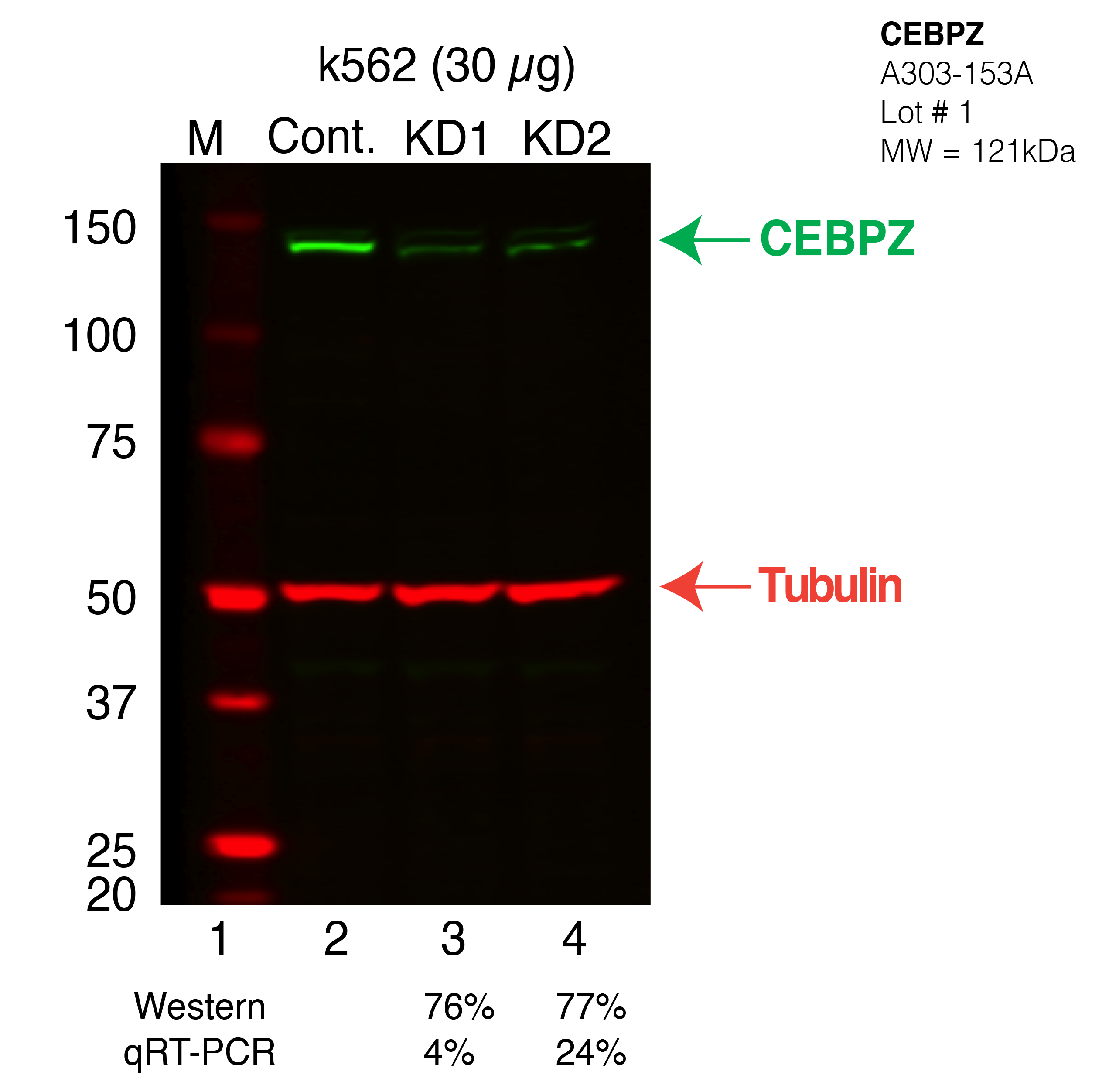 CEBPZ-K562-CRISPR.png<br>Caption: Western blot following CRISPR against CEBPZ in K562 whole cell lysate using CEBPZ specific antibody. Lane 1 is a ladder, lane 2 is K562 non-targeting control knockdown, lane 3 and 4 are two different CRISPR against CEBPZ. CEBPZ protein appears as the green band, Tubulin serves as a control and appears in red.