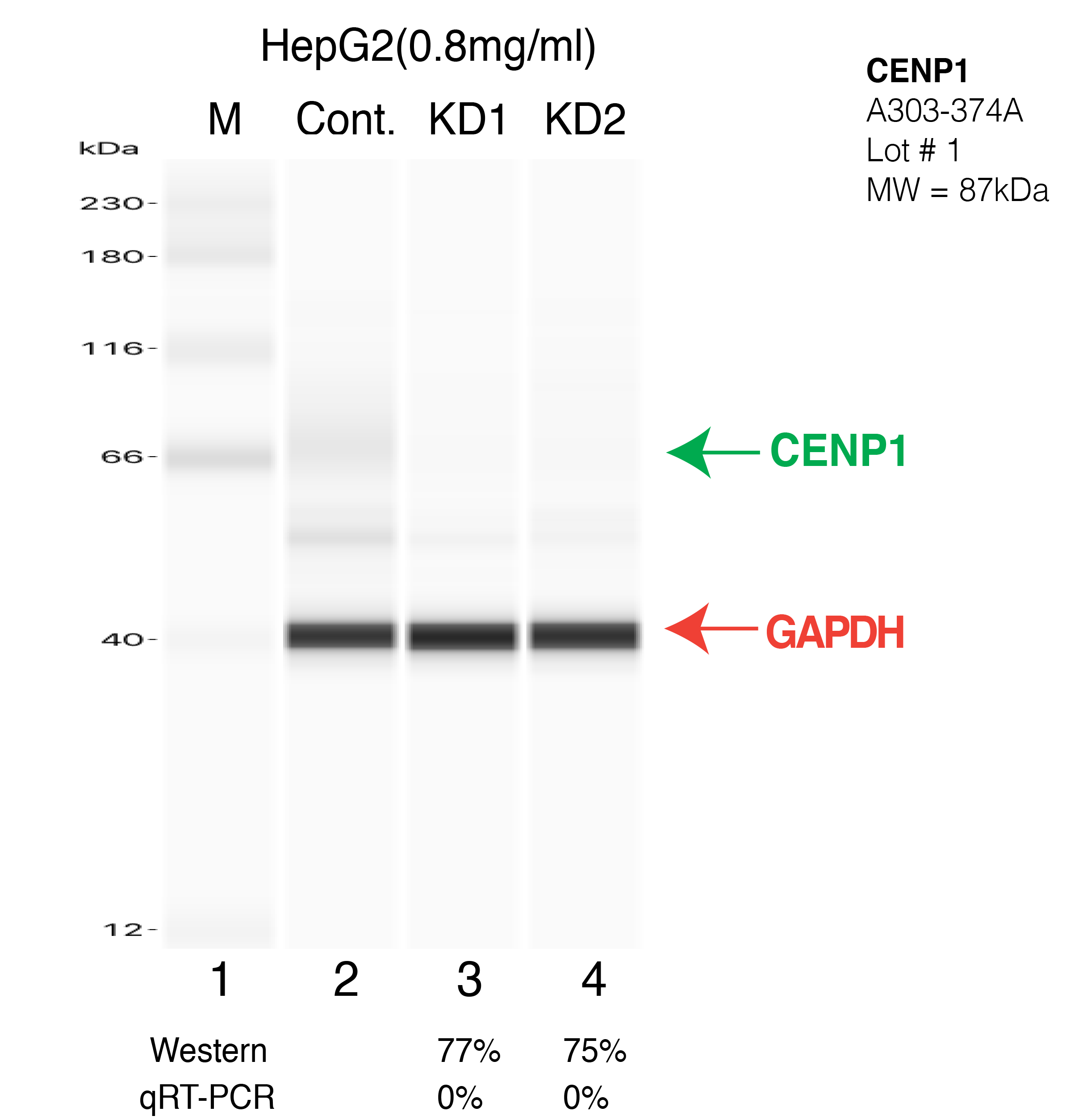 CENPI-HEPG2-CRISPR.png<br>Caption: Western blot following CRISPR against CENPI in HepG2 whole cell lysate using CENPI specific antibody. Lane 1 is a ladder, lane 2 is HepG2 non-targeting control knockdown, lane 3 and 4 are two different CRISPR against CENPI. CENPI protein appears as the green arrow, GAPDH serves as a control and appears in red arrow.