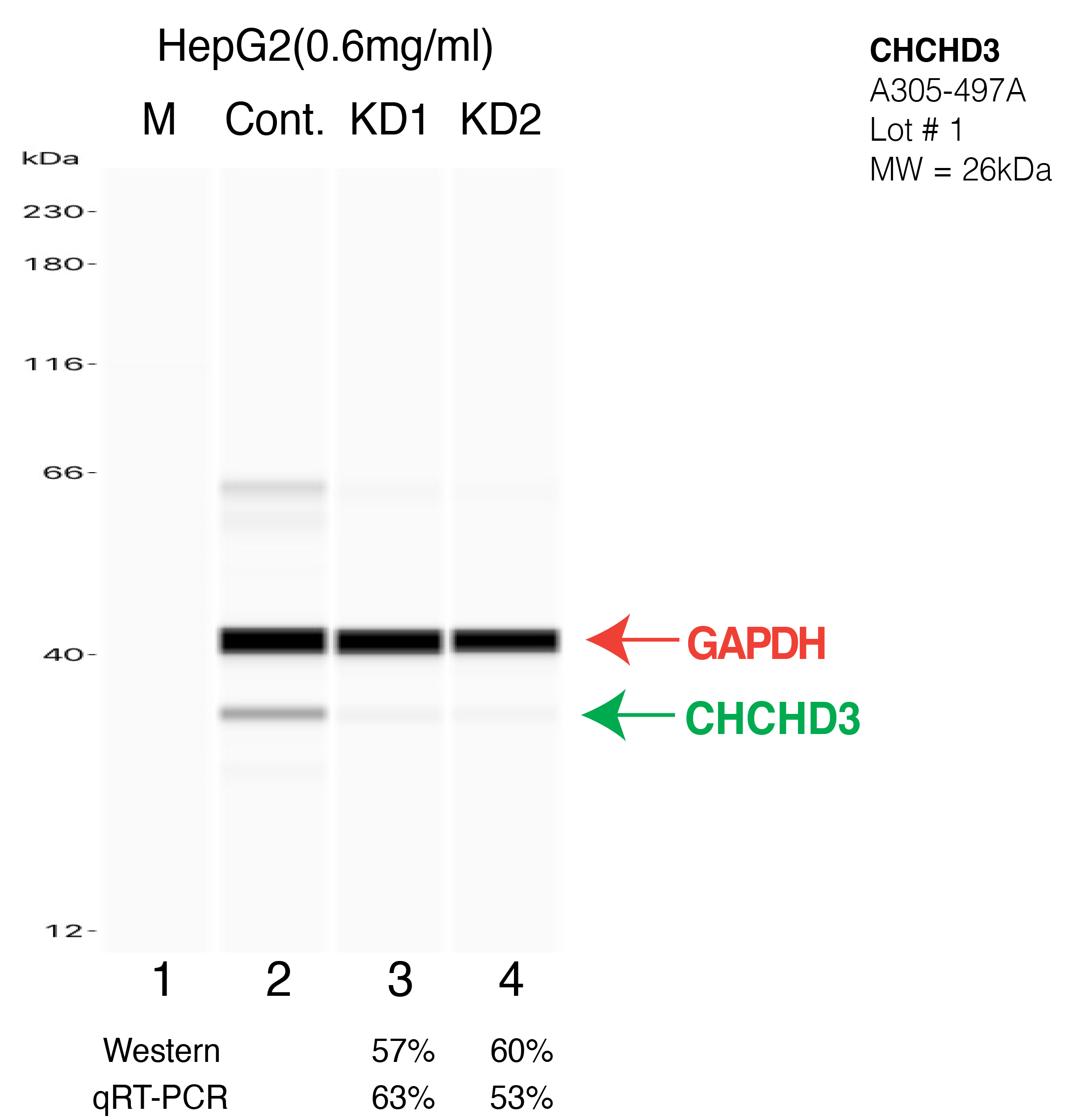 CHCHD3-HEPG2-CRISPR-A305-497A.png<br>Caption: Western blot following CRISPR against CHCHD3 in HepG2 whole cell lysate using CHCHD3 specific antibody. Lane 1 is a ladder, lane 2 is HepG2 non-targeting control knockdown, lane 3 and 4 are two different CRISPR against CHCHD3. CHCHD3 protein appears as the green arrow, GAPDH serves as a control and appears in red arrow.