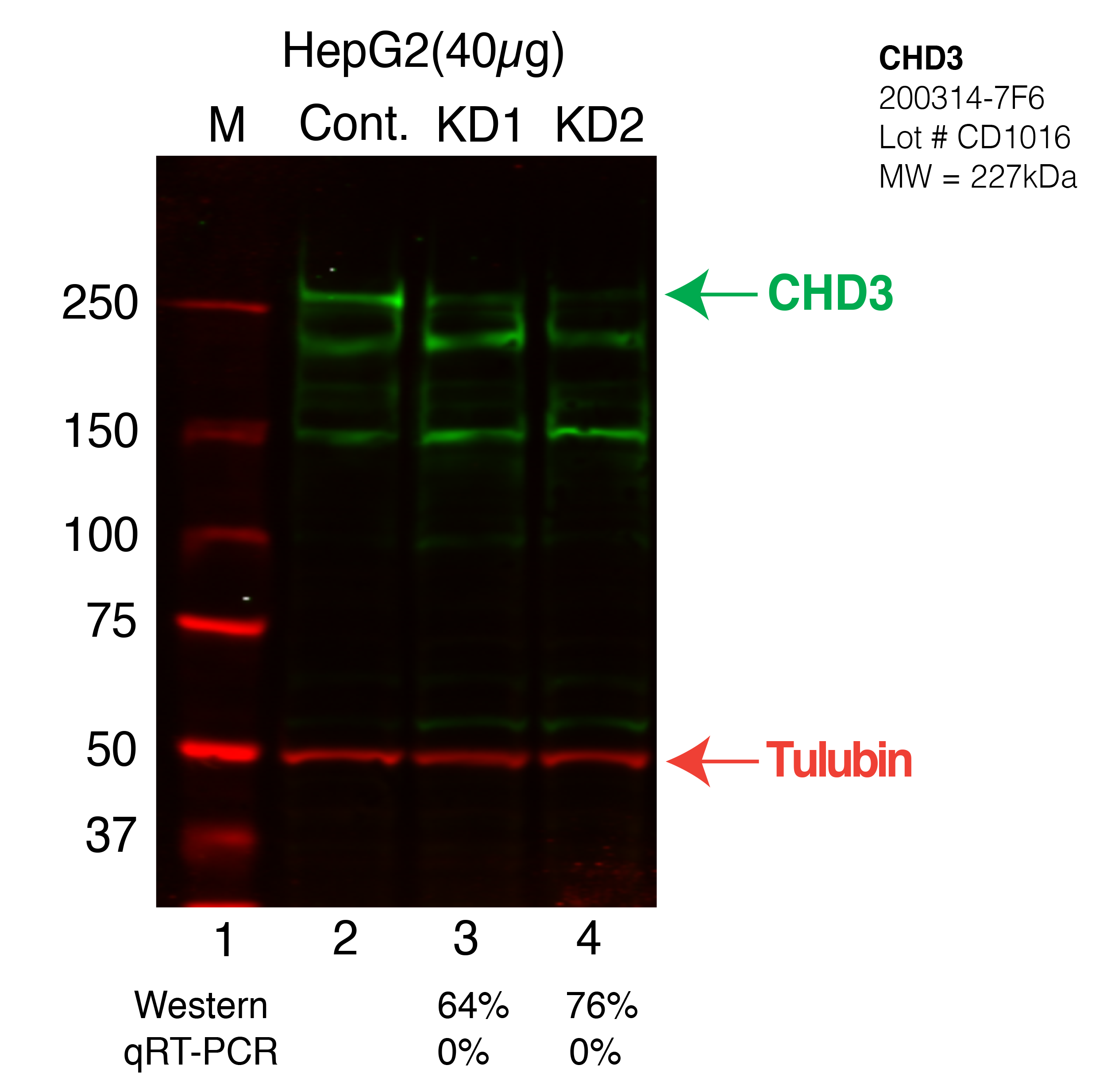 CHD3-HEPG2-CRISPR.png<br>Caption: Western blot following CRISPR against CHD3 in HepG2 whole cell lysate using CHD3 specific antibody. Lane 1 is a ladder, lane 2 is HepG2 non-targeting control knockdown, lane 3 and 4 are two different CRISPR against CHD3. CHD3 protein appears as the green arrow, Tubulin serves as a control and appears in red arrow.