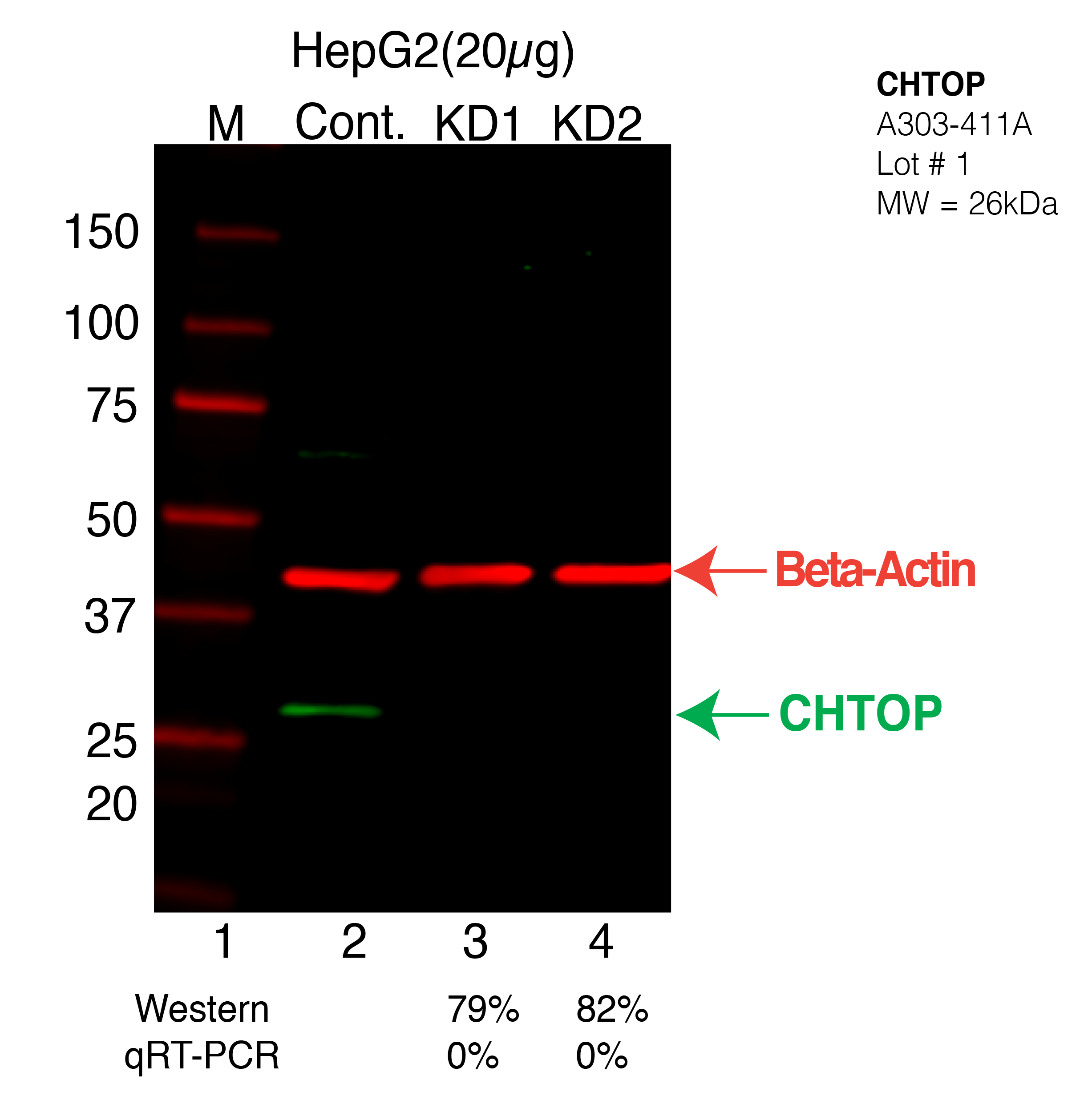 CHTOP-HEPG2-CRISPR-A303-411A.png<br>Caption: Western blot following CRISPR against CHTOP in HepG2 whole cell lysate using CHTOP specific antibody. Lane 1 is a ladder, lane 2 is HepG2 non-targeting control knockdown, lane 3 and 4 are two different CRISPR against CHTOP. CHTOP protein appears as the green arrow, Beta-actin serves as a control and appears in red arrow.