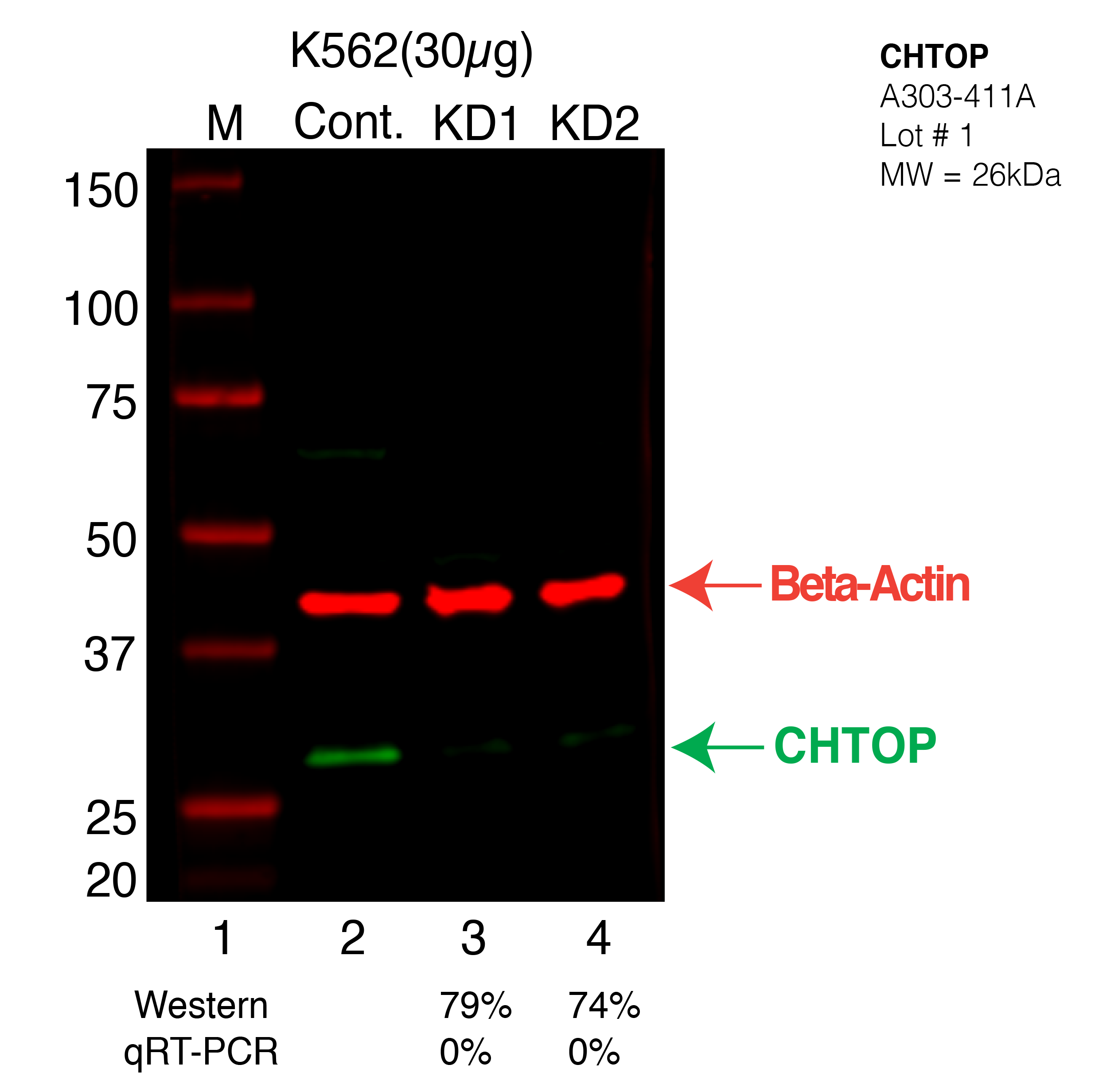 CHTOP-K562-CRISPR-A303-411A.png<br>Caption: Western blot following CRISPR against CHTOP in K562 whole cell lysate using CHTOP specific antibody. Lane 1 is a ladder, lane 2 is K562 non-targeting control knockdown, lane 3 and 4 are two different CRISPR against CHTOP. CHTOP protein appears as the green arrow, Beta-actin serves as a control and appears in red arrow.