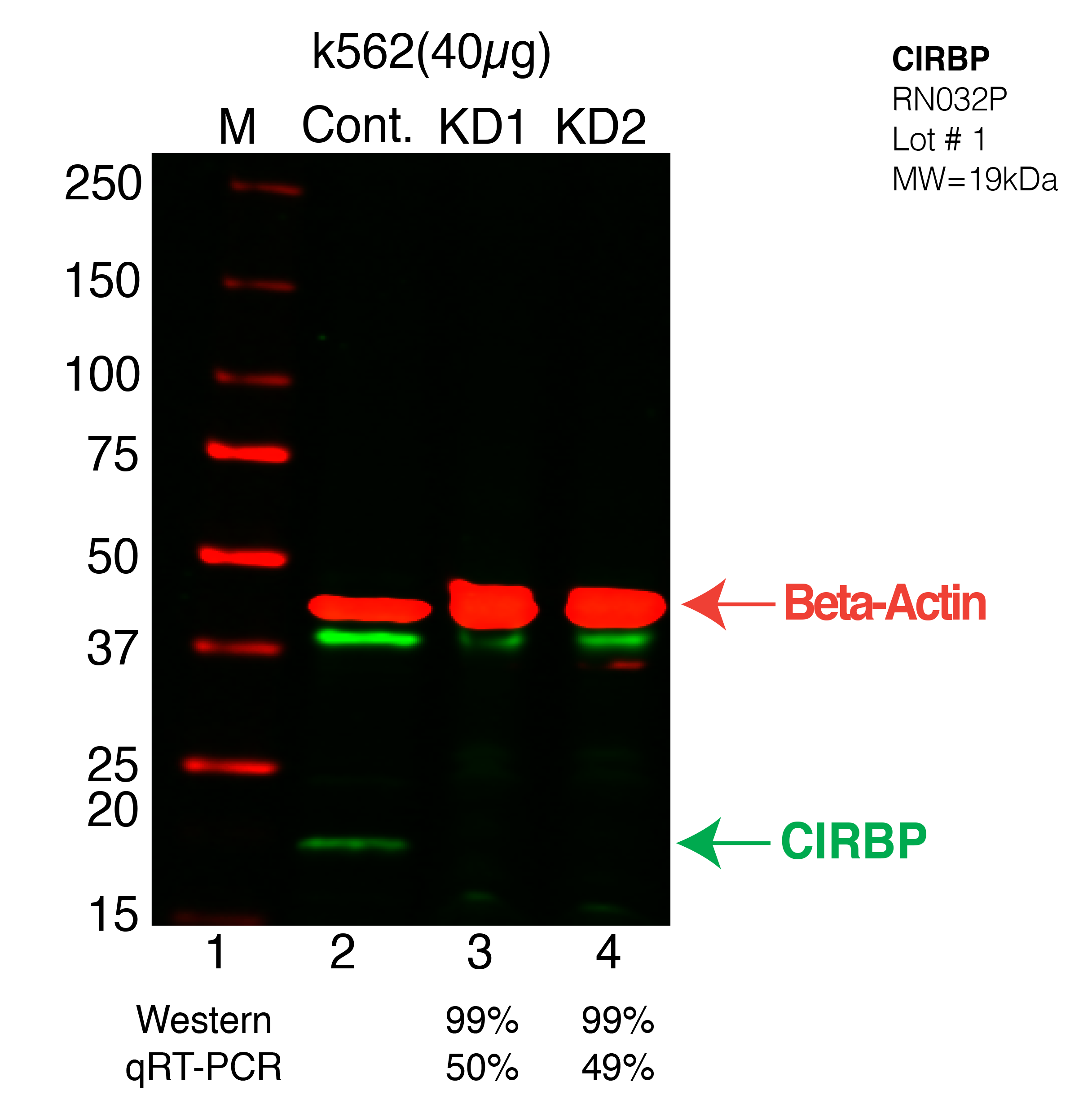 CIRBP-HEPG2-CRISPR.png<br>Caption: Western blot following CRISPR against CIRBP in HepG2 whole cell lysate using CIRBP specific antibody. Lane 1 is a ladder, lane 2 is K562 non-targeting control knockdown, lane 3 and 4 are two different CRISPR against CIRBP. CIRBP protein appears as the green band, Beta-actin serves as a control and appears in red.