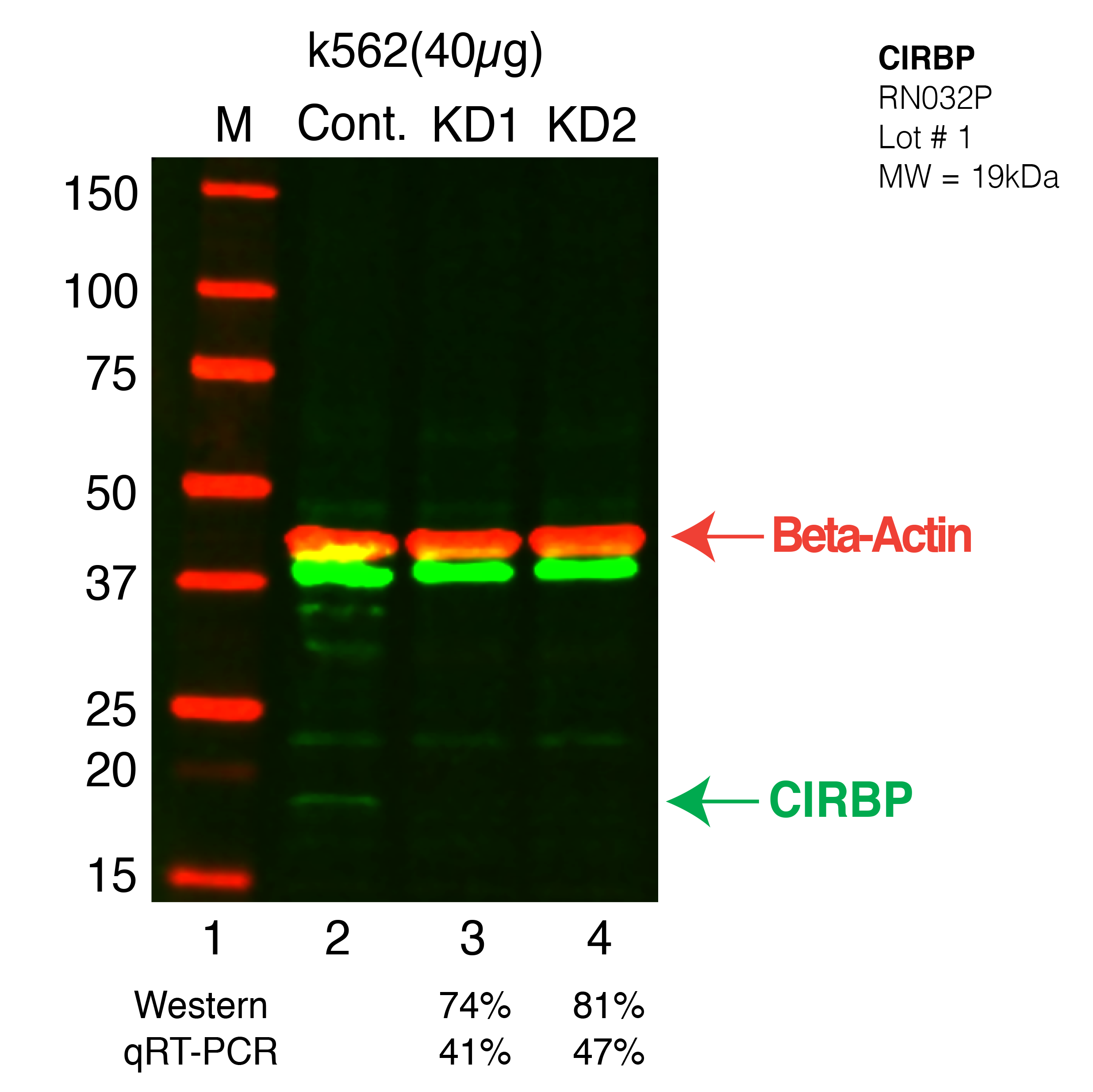 CIRBP-K562-CRISPR.png<br>Caption: Western blot following CRISPR against CIRBP in K562 whole cell lysate using CIRBP specific antibody. Lane 1 is a ladder, lane 2 is K562 non-targeting control knockdown, lane 3 and 4 are two different CRISPR against CIRBP. CIRBP protein appears as the green band, Beta-actin serves as a control and appears in red.