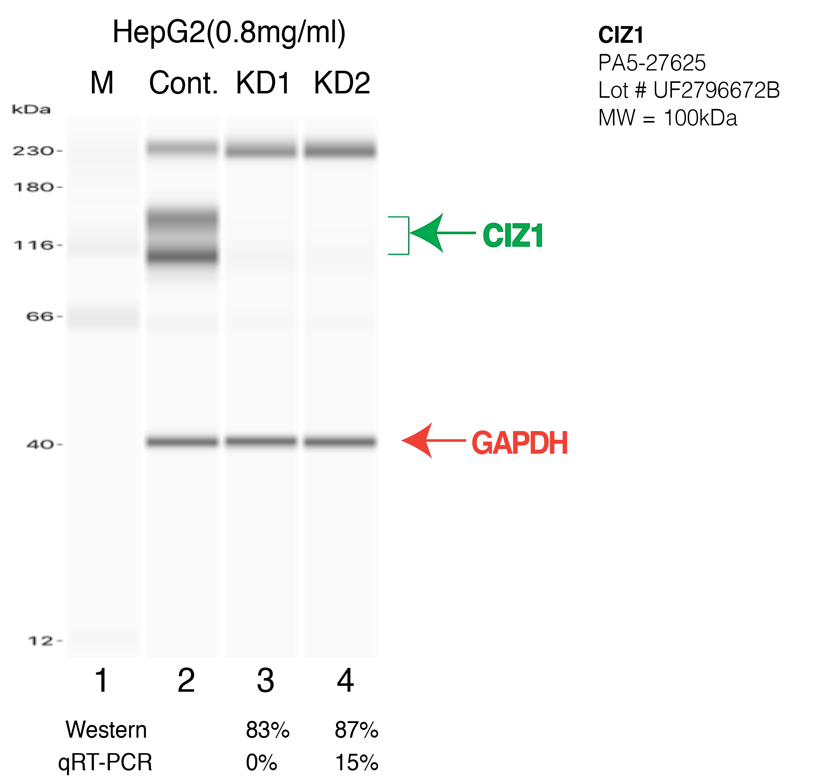 CIZ1-HEPG2-CRISPR-PA5-27625.png<br>Caption: Western blot following CRISPR against CIZ1 in HepG2 whole cell lysate using CIZ1 specific antibody. Lane 1 is a ladder, lane 2 is HepG2 non-targeting control knockdown, lane 3 and 4 are two different CRISPR against CIZ1. CIZ1 protein appears as the green arrow, GAPDH serves as a control and appears in red arrow.