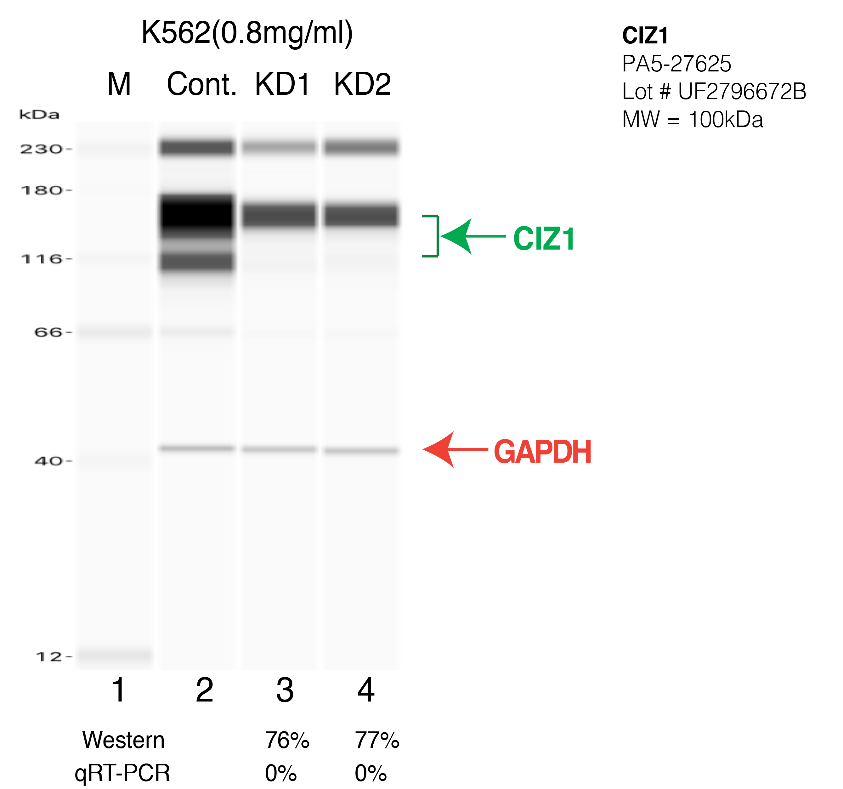 CIZ1-K562-CRISPR-PA5-27625.png<br>Caption: Western blot following CRISPR against CIZ1 in K562 whole cell lysate using CIZ1 specific antibody. Lane 1 is a ladder, lane 2 is K562 non-targeting control knockdown, lane 3 and 4 are two different CRISPR against CIZ1. CIZ1 protein appears as the green arrow, GAPDH serves as a control and appears in red arrow.