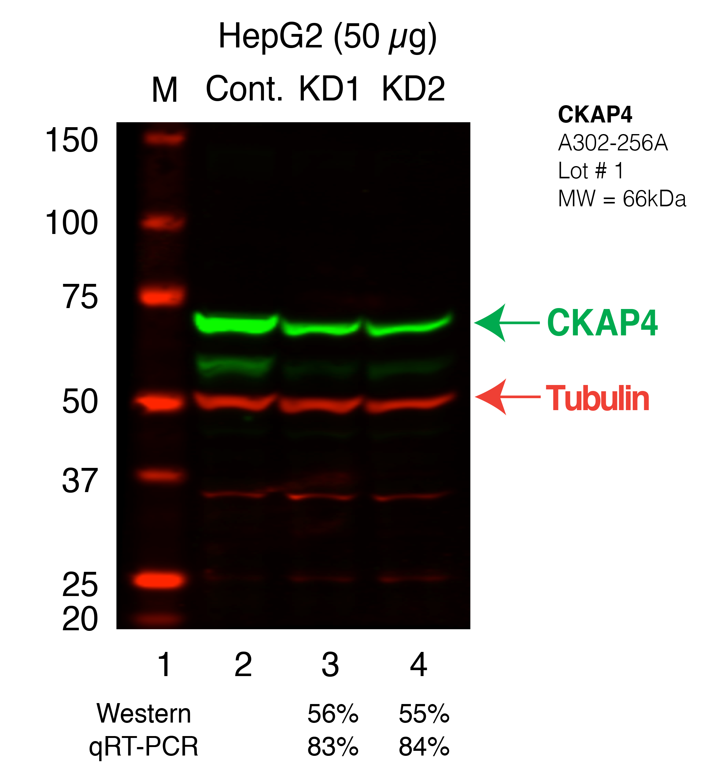 CKAP4-HEPG2_Secondary_Western.png<br>Caption: Western blot following shRNA against CKAP4 in HepG2 whole cell lysate using CKAP4 specific antibody. Lane 1 is a ladder, lane 2 is HepG2 non-targeting control knockdown, lane 3 and 4 are two different shRNAs against CKAP4.CKAP4 protein appears as the green band, Tubulin serves as a control and appears in red.