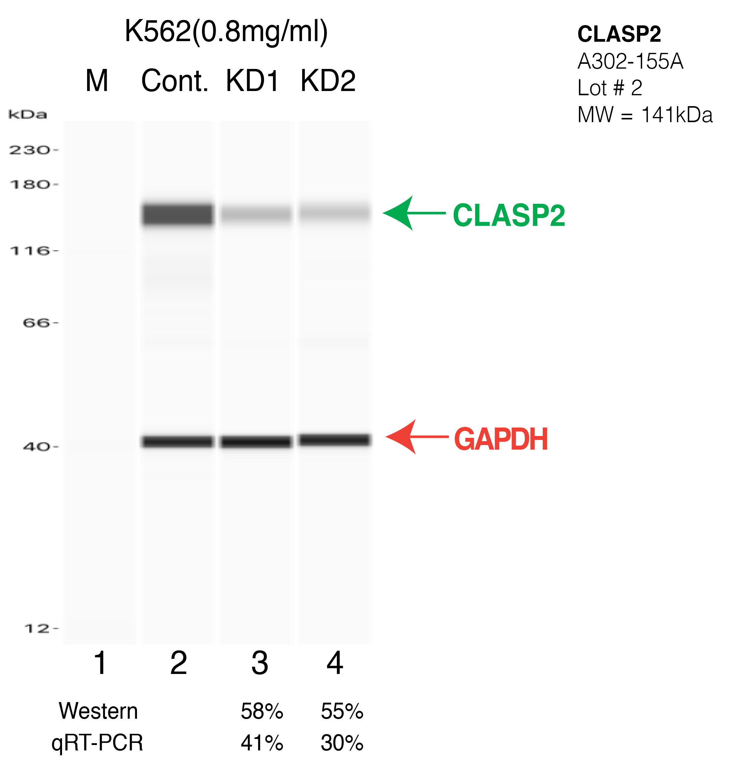 CLASP2-K562-CRISPR-A302-155A.png<br>Caption: Western blot following CRISPR against CLASP2 in K562 whole cell lysate using CLASP2 specific antibody. Lane 1 is a ladder, lane 2 is K562 non-targeting control knockdown, lane 3 and 4 are two different CRISPR against CLASP2. CLASP2 protein appears as the green arrow, GAPDH serves as a control and appears in red arrow.