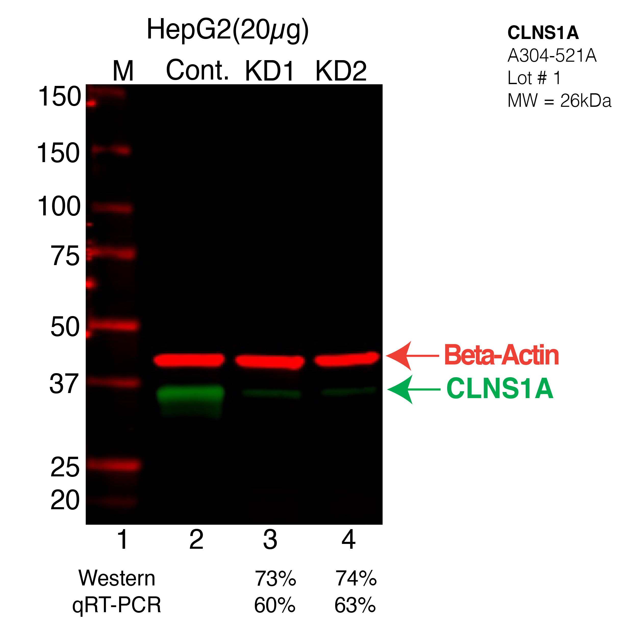 CLNS1A-HEPG2-CRISPR-A304-521A.png<br>Caption: Western blot following CRISPR against CLNS1A in HepG2 whole cell lysate using CLNS1A specific antibody. Lane 1 is a ladder, lane 2 is HepG2 non-targeting control knockdown, lane 3 and 4 are two different CRISPR against CLNS1A. CLNS1A protein appears as the green arrow, Beta-actin serves as a control and appears in red arrow.