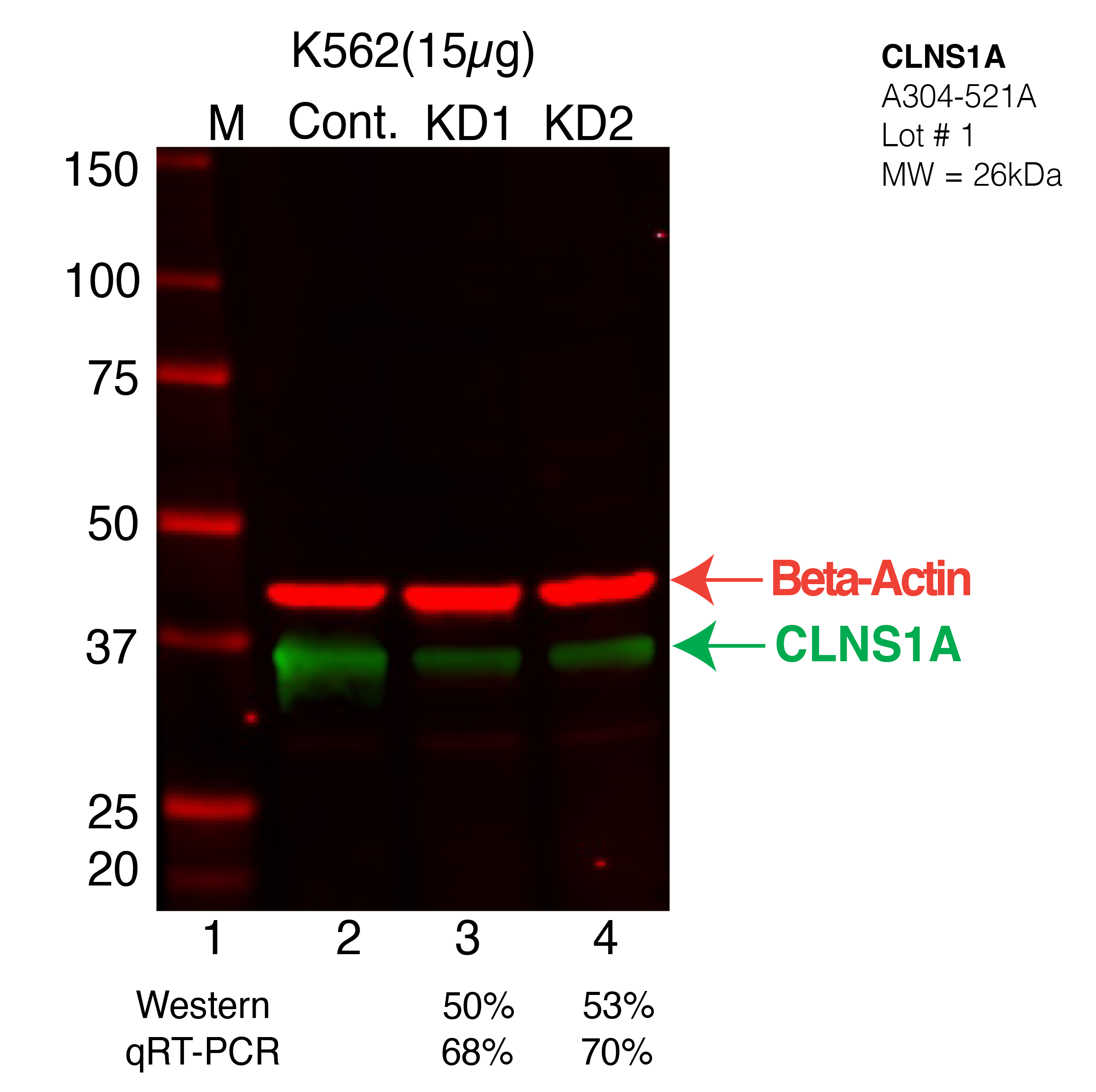 CLNS1A-K562-CRISPR-A304-521A.png<br>Caption: Western blot following CRISPR against CLNS1A in K562 whole cell lysate using CLNS1A specific antibody. Lane 1 is a ladder, lane 2 is K562 non-targeting control knockdown, lane 3 and 4 are two different CRISPR against CLNS1A. CLNS1A protein appears as the green arrow, Beta-actin serves as a control and appears in red arrow.