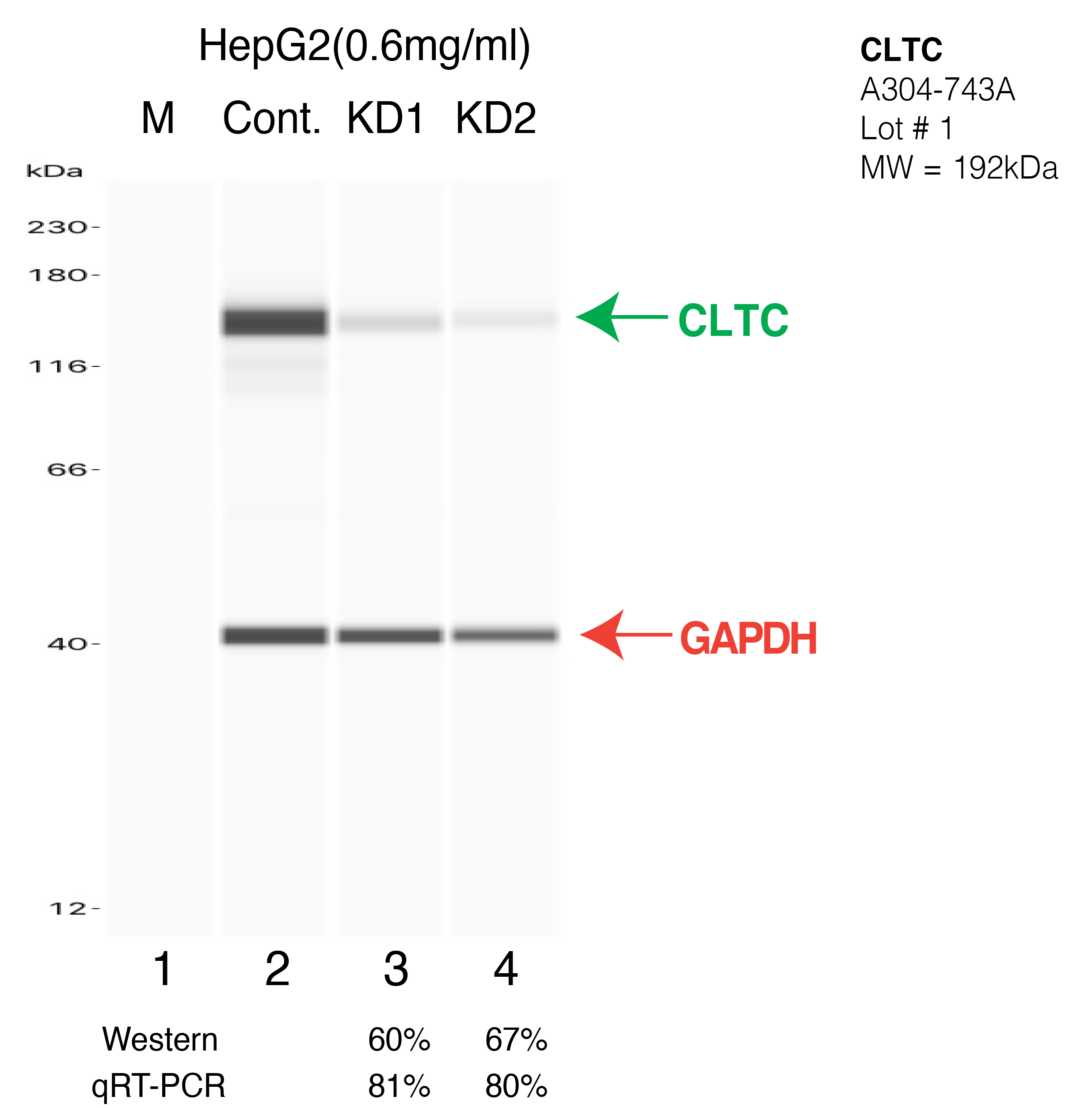 CLTC-HEPG2-CRISPR-A304-743A.png<br>Caption: Western blot following CRISPR against CLTC in HepG2 whole cell lysate using CLTC specific antibody. Lane 1 is a ladder, lane 2 is HepG2 non-targeting control knockdown, lane 3 and 4 are two different CRISPR against CLTC. CLTC protein appears as the green arrow, GAPDH serves as a control and appears in red arrow.