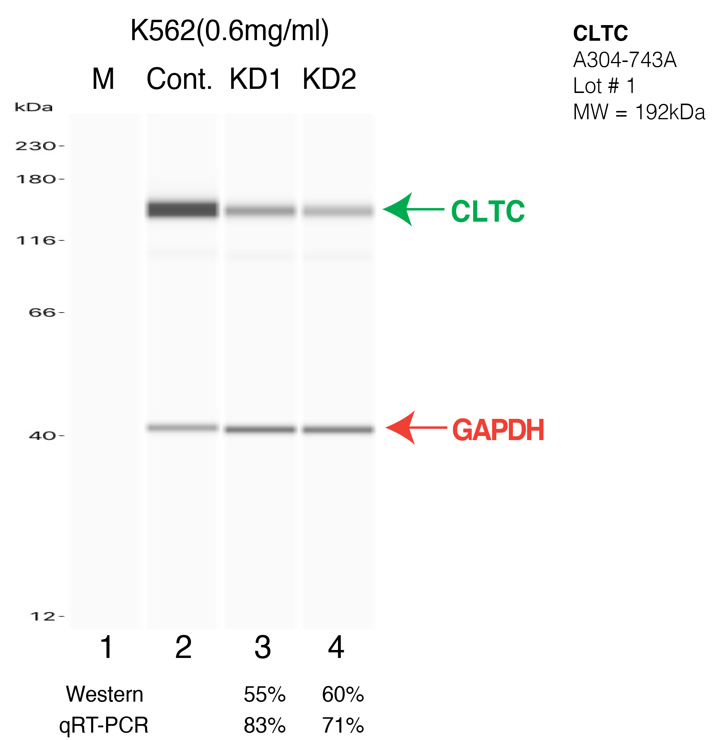 CLTC-K562-CRISPR-A304-743A.png<br>Caption: Western blot following CRISPR against CLTC in K562 whole cell lysate using CLTC specific antibody. Lane 1 is a ladder, lane 2 is K562 non-targeting control knockdown, lane 3 and 4 are two different CRISPR against CLTC. CLTC protein appears as the green arrow, GAPDH serves as a control and appears in red arrow.