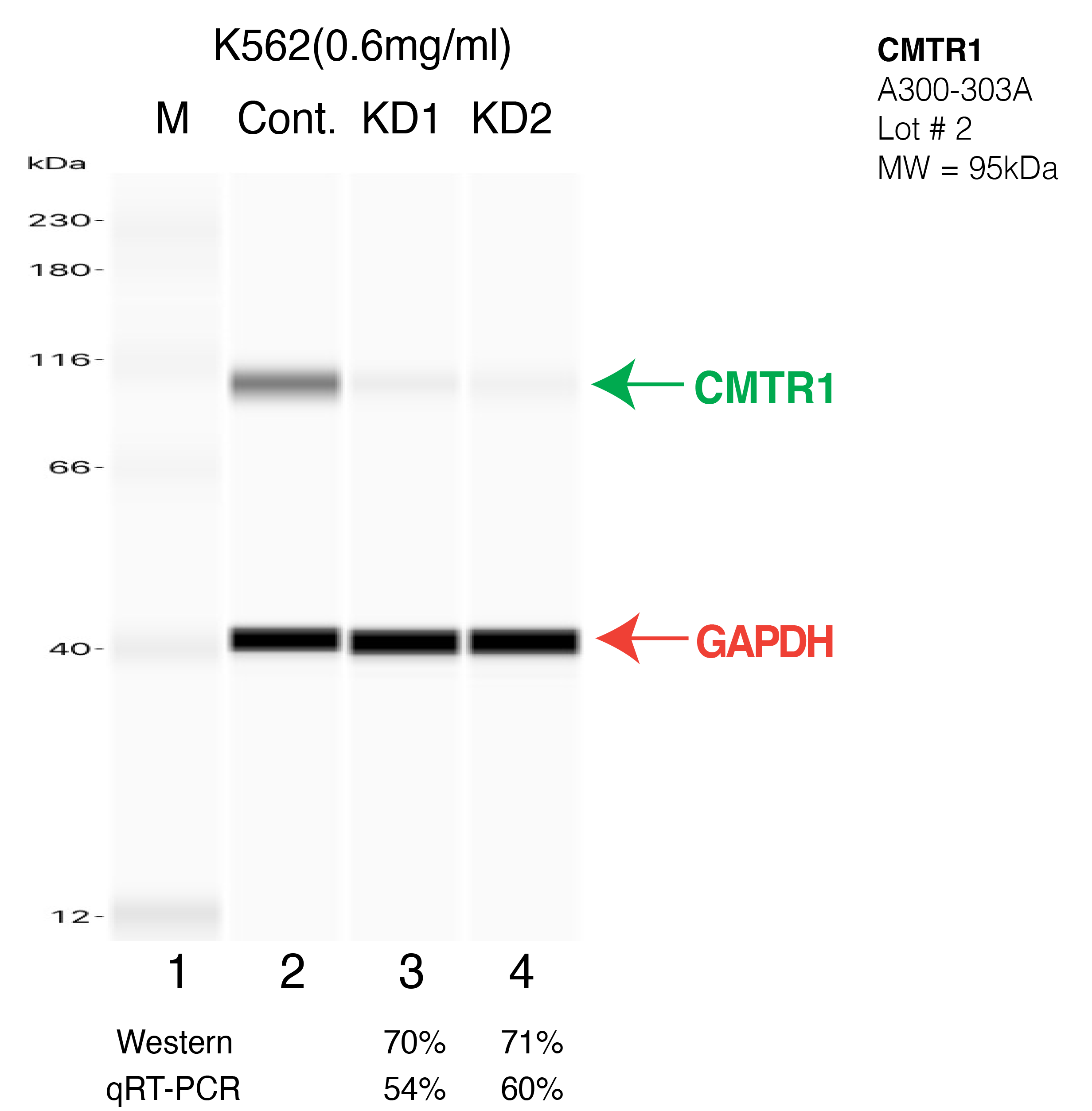 CMTR1-K562-CRISPR-A300-303A.png<br>Caption: Western blot following CRISPR against CMTR1 in K562 whole cell lysate using CMTR1 specific antibody. Lane 1 is a ladder, lane 2 is K562 non-targeting control knockdown, lane 3 and 4 are two different CRISPR against CMTR1. CMTR1 protein appears as the green arrow, GAPDH serves as a control and appears in red arrow.