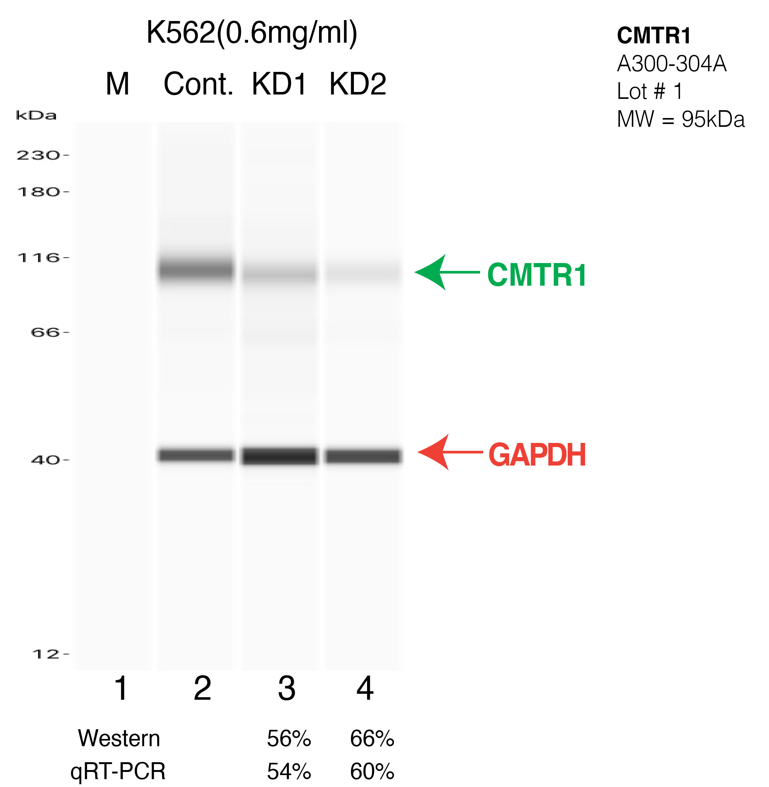 CMTR1-K562-CRISPR-A300-304A.png<br>Caption: Western blot following CRISPR against CMTR1 in K562 whole cell lysate using CMTR1 specific antibody. Lane 1 is a ladder, lane 2 is K562 non-targeting control knockdown, lane 3 and 4 are two different CRISPR against CMTR1. CMTR1 protein appears as the green arrow, GAPDH serves as a control and appears in red arrow.