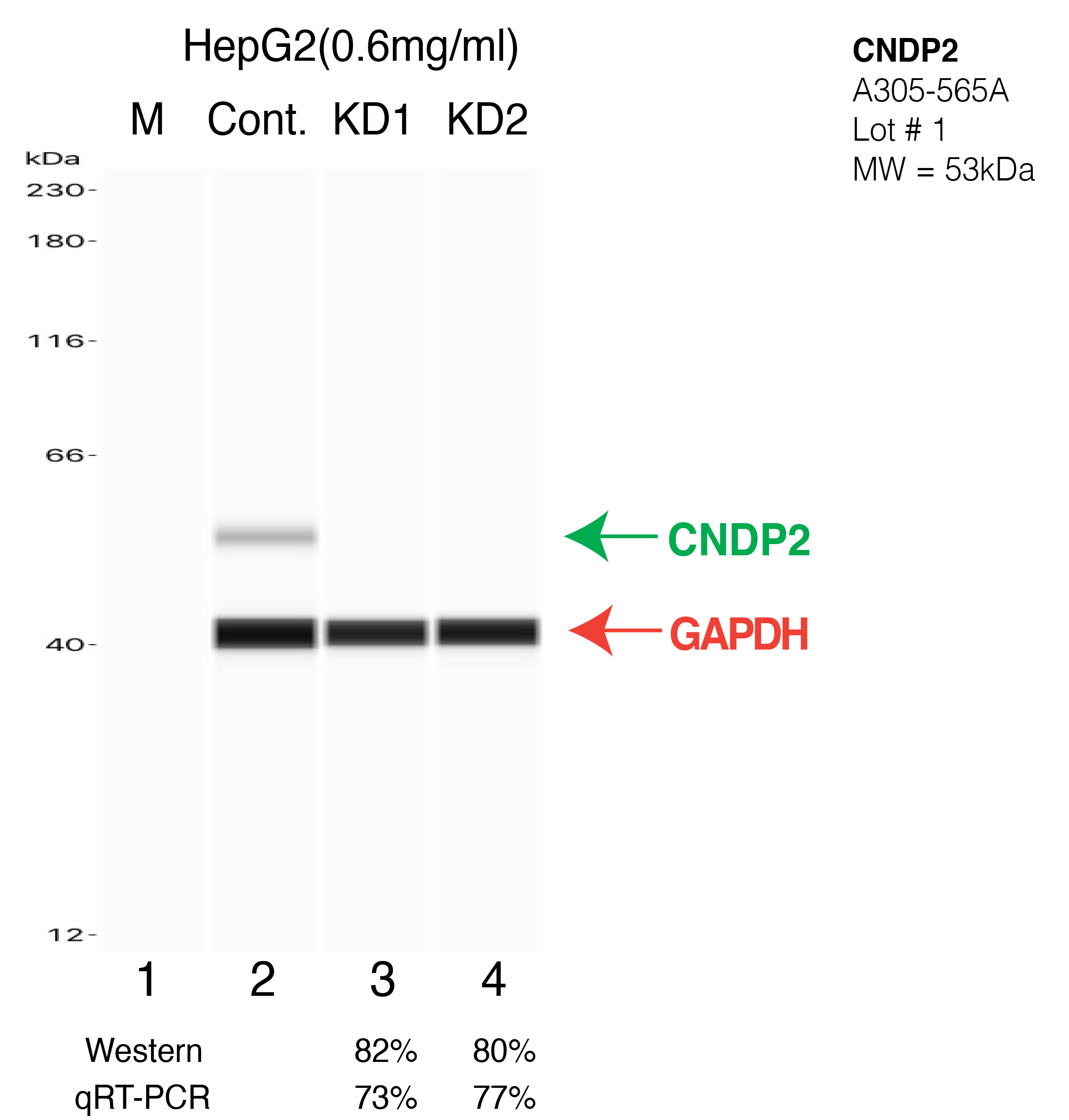 CNDP2-HEPG2-CRISPR-A305-565A.png<br>Caption: Western blot following CRISPR against CNDP2 in HepG2 whole cell lysate using CNDP2 specific antibody. Lane 1 is a ladder, lane 2 is HepG2 non-targeting control knockdown, lane 3 and 4 are two different CRISPR against CNDP2. CNDP2 protein appears as the green arrow, GAPDH serves as a control and appears in red arrow.