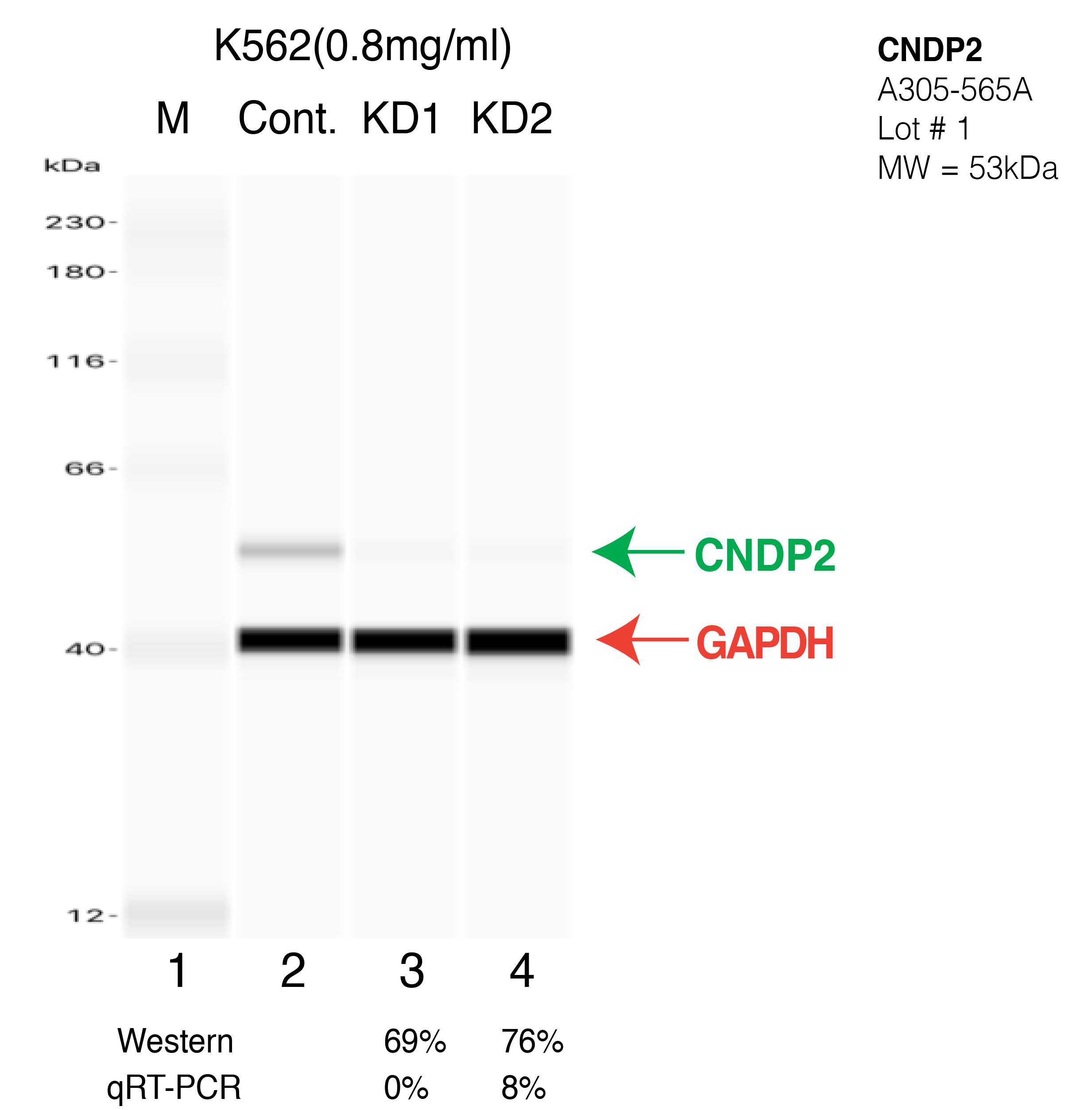 CNDP2-K562-CRISPR-A305-565A.png<br>Caption: Western blot following CRISPR against CNDP2 in K562 whole cell lysate using CNDP2 specific antibody. Lane 1 is a ladder, lane 2 is K562 non-targeting control knockdown, lane 3 and 4 are two different CRISPR against CNDP2. CNDP2 protein appears as the green arrow, GAPDH serves as a control and appears in red arrow.