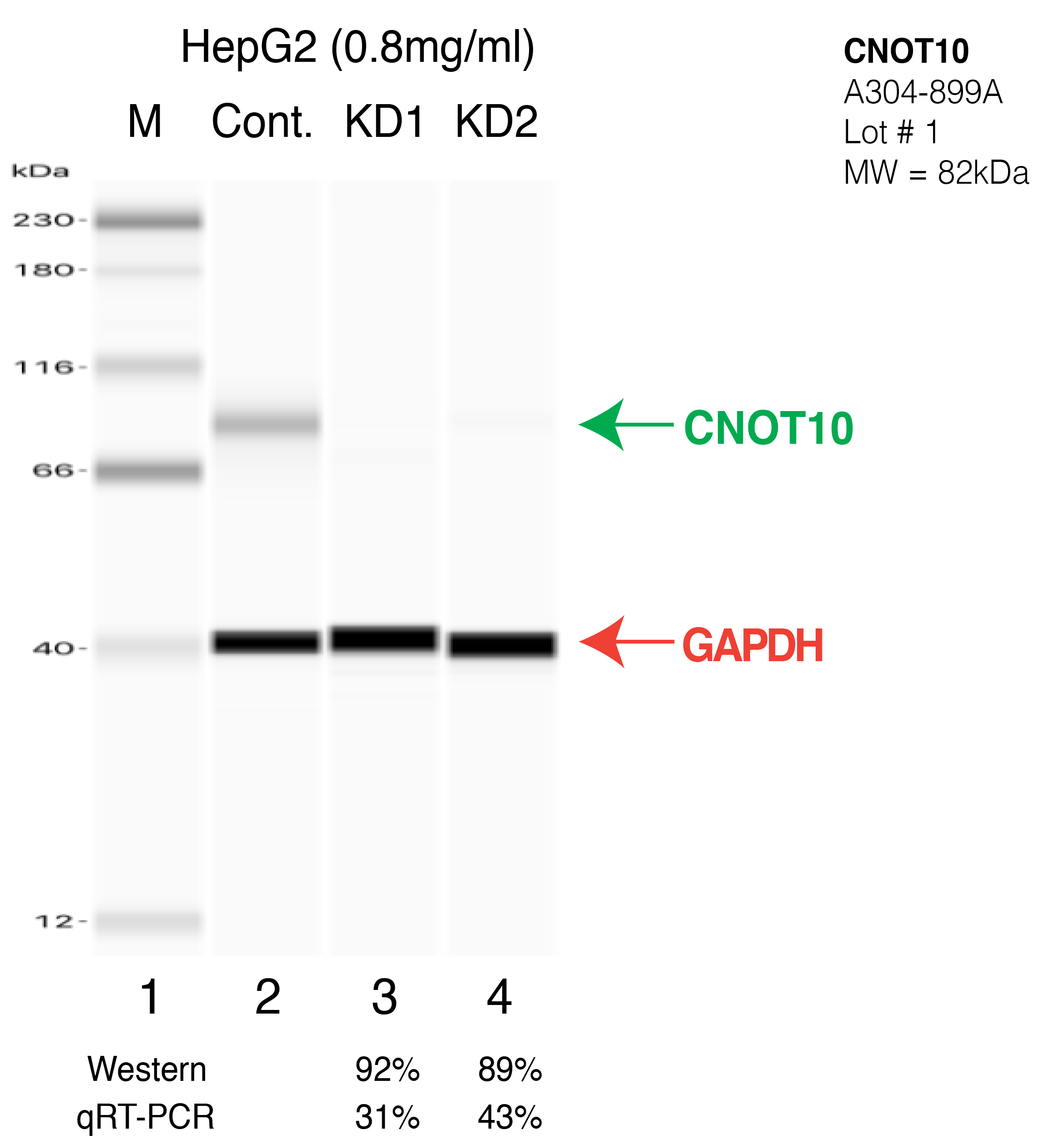 CNOT10-HEPG2-CRISPR-A304-899A.png<br>Caption: Western blot following CRISPR against CNOT10 in HepG2 whole cell lysate using CNOT10 specific antibody. Lane 1 is a ladder, lane 2 is HepG2 non-targeting control knockdown, lane 3 and 4 are two different CRISPR against CNOT10. CNOT10 protein appears as the green arrow, GAPDH serves as a control and appears in red arrow.