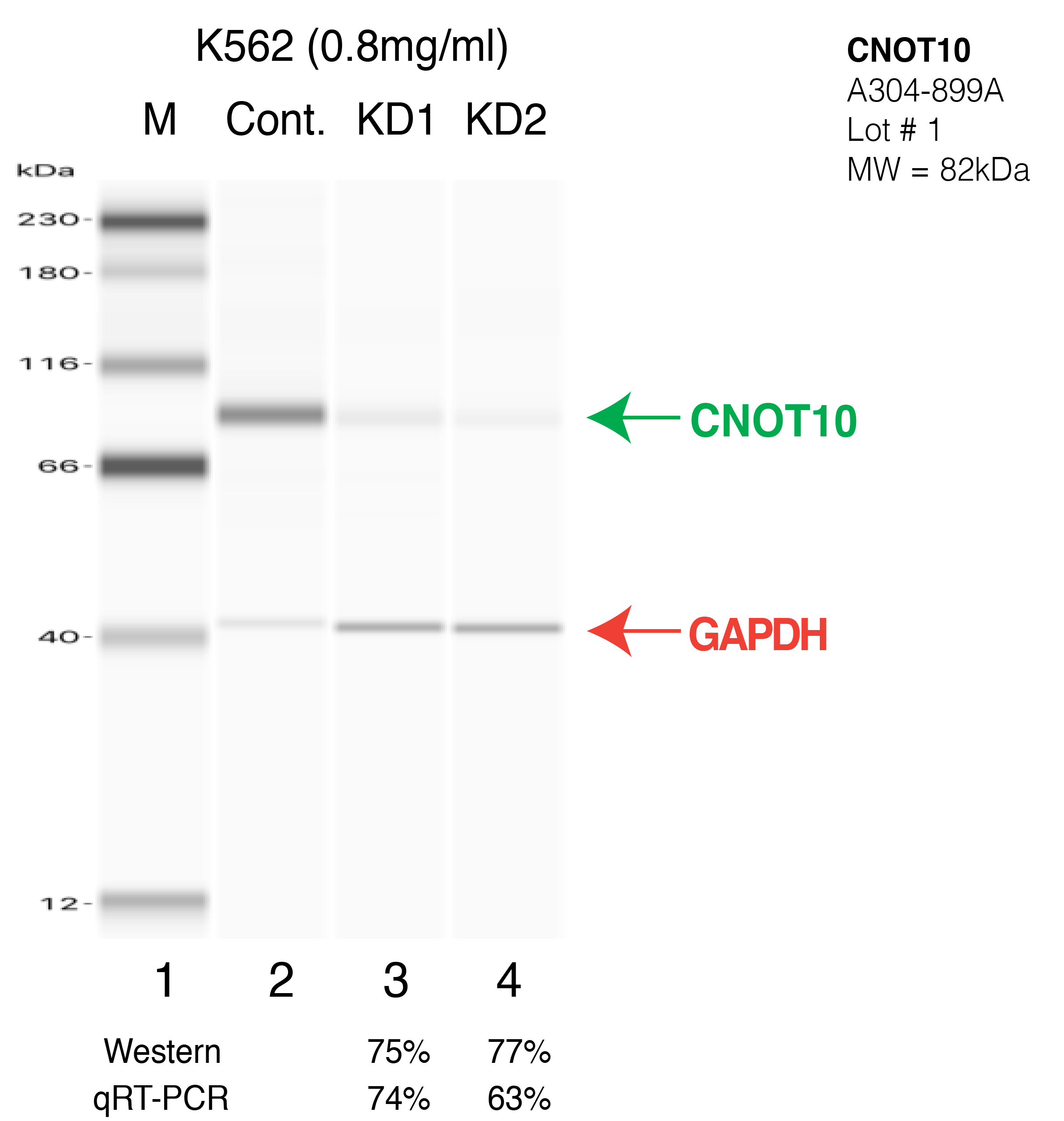 CNOT10-K562-CRISPR-A304-899A.png<br>Caption: Western blot following CRISPR against CNOT10 in K562 whole cell lysate using CNOT10 specific antibody. Lane 1 is a ladder, lane 2 is K562 non-targeting control knockdown, lane 3 and 4 are two different CRISPR against CNOT10. CNOT10 protein appears as the green arrow, GAPDH serves as a control and appears in red arrow.