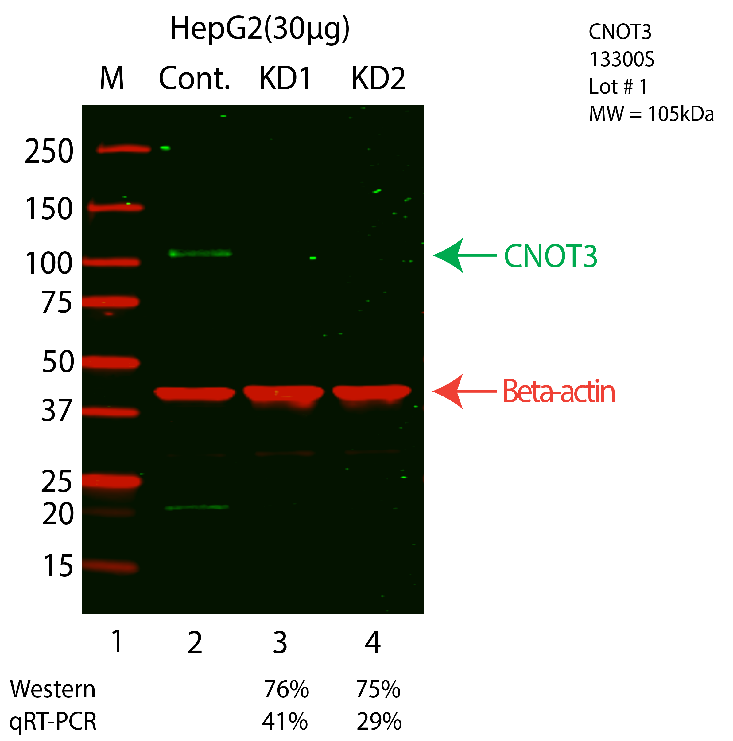 CNOT3-HEPG2-CRISPR-13300S.png<br>Caption: Western blot following CRISPR against CNOT3 in HepG2 whole cell lysate using CNOT3 specific antibody. Lane 1 is a ladder, lane 2 is HepG2 non-targeting control knockdown, lane 3 and 4 are two different CRISPR against CNOT3. CNOT3 protein appears as the green arrow, Beta-actin serves as a control and appears in red arrow.