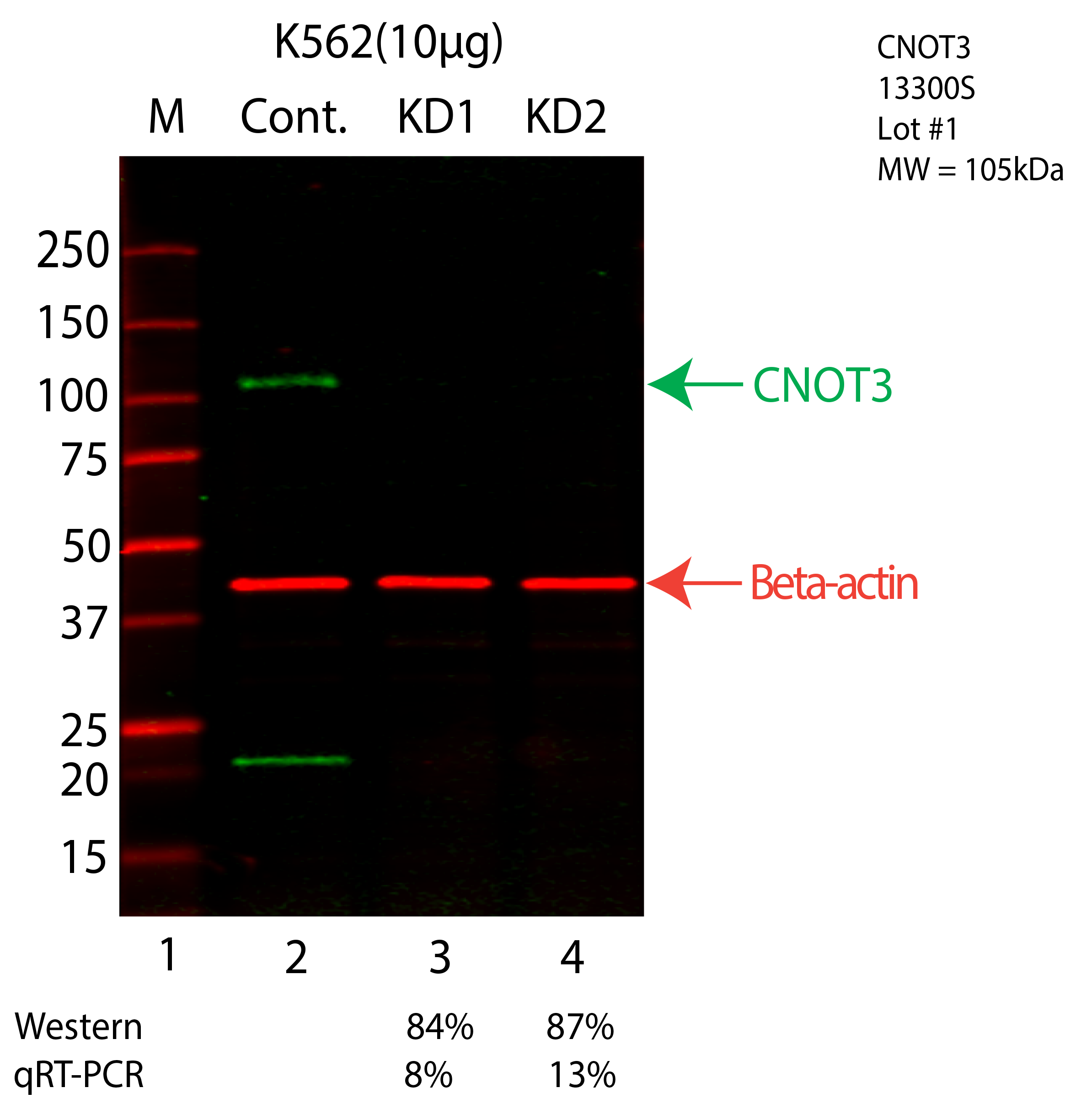 CNOT3-K562-CRISPR-13300S.png<br>Caption: Western blot following CRISPR against CNOT3 in K562 whole cell lysate using CNOT3 specific antibody. Lane 1 is a ladder, lane 2 is K562 non-targeting control knockdown, lane 3 and 4 are two different CRISPR against CNOT3. CNOT3 protein appears as the green arrow, Beta-actin serves as a control and appears in red arrow.