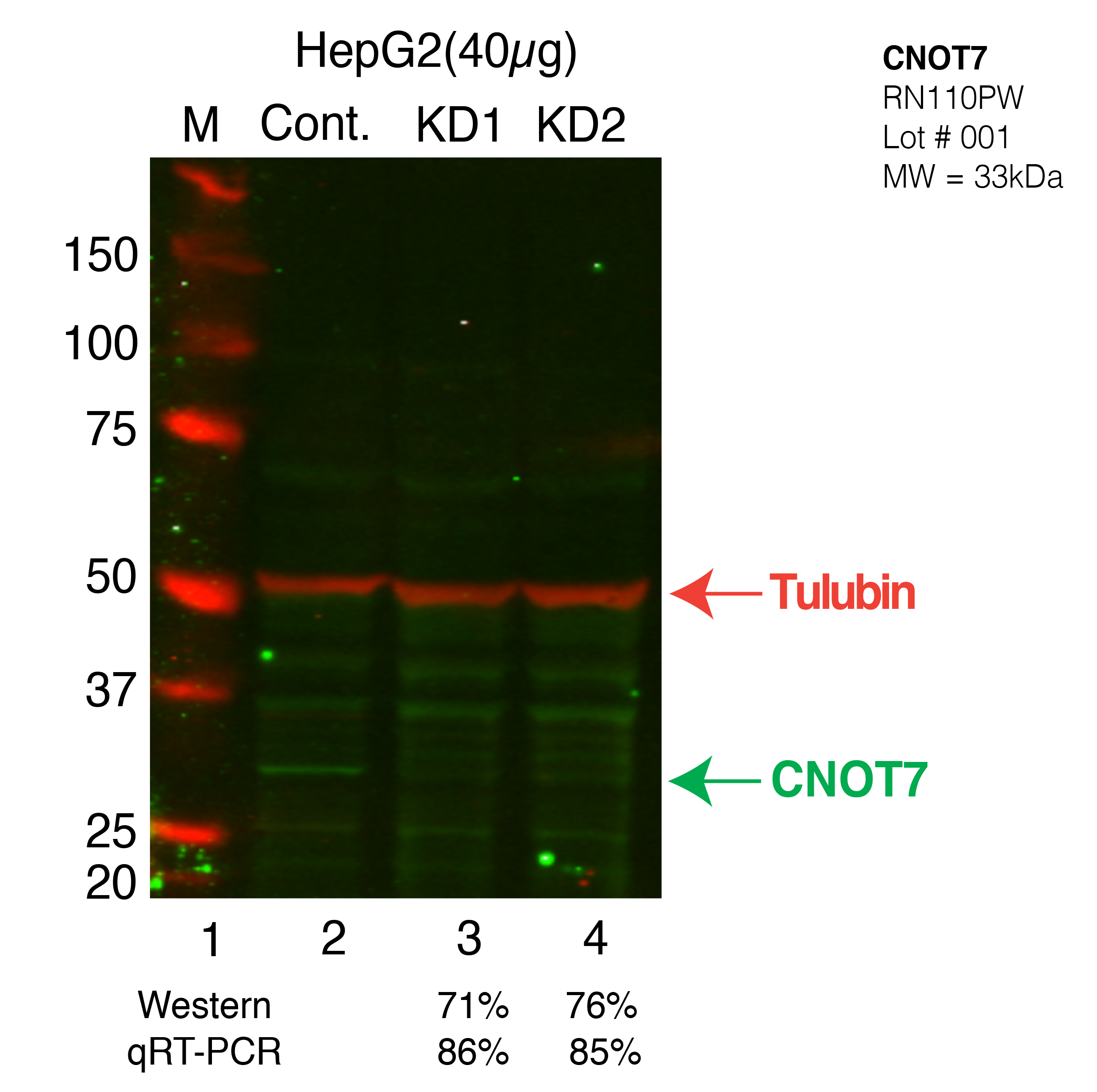 CNOT7-HEPG2-CRISPR.png<br>Caption: Western blot following CRISPR against CNOT7 in HepG2 whole cell lysate using CNOT7 specific antibody. Lane 1 is a ladder, lane 2 is HepG2 non-targeting control knockdown, lane 3 and 4 are two different CRISPR against CNOT7.CNOT7 protein appears as the green band, Tubulin serves as a control and appears in red.